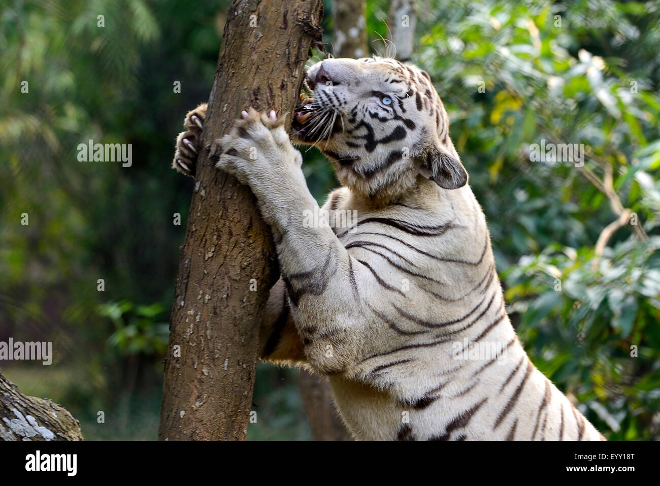 White Royal Bengal Tiger Scratching Tree Bark. Stock Photo