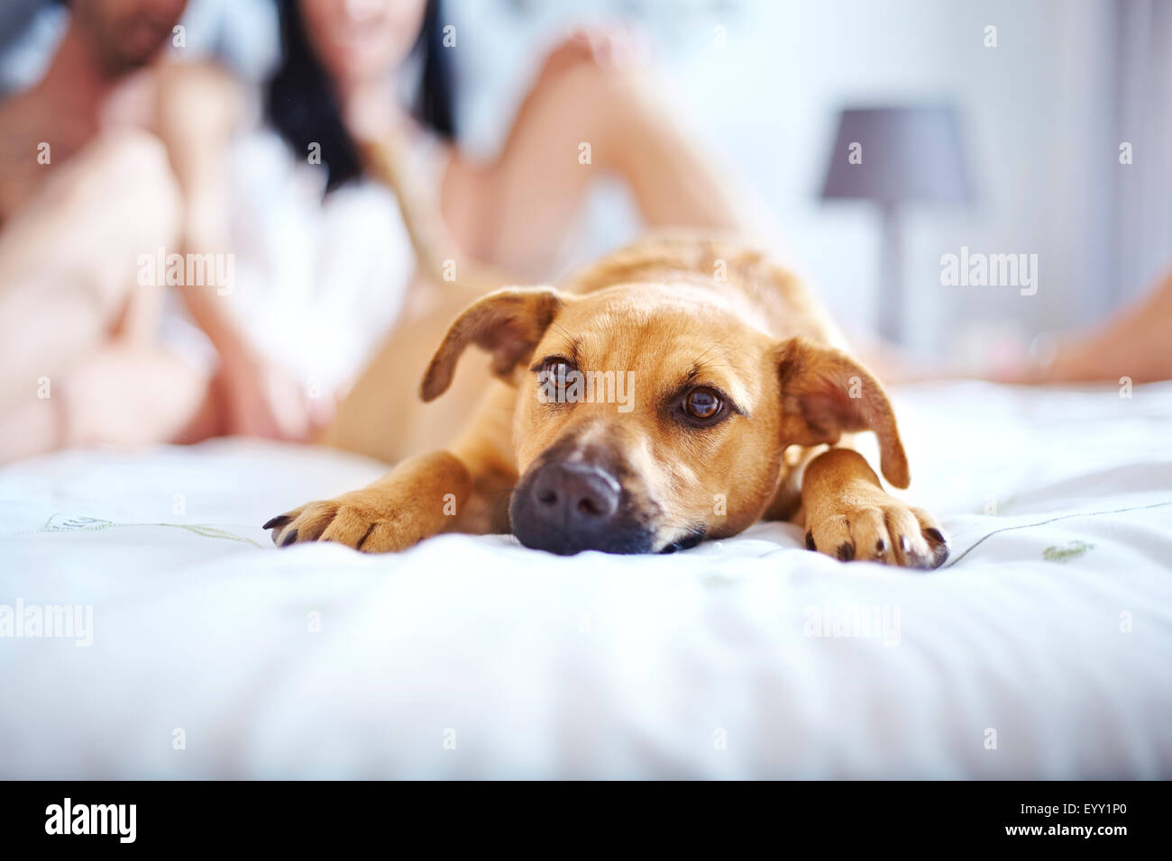 Cute dog laying on bed Stock Photo