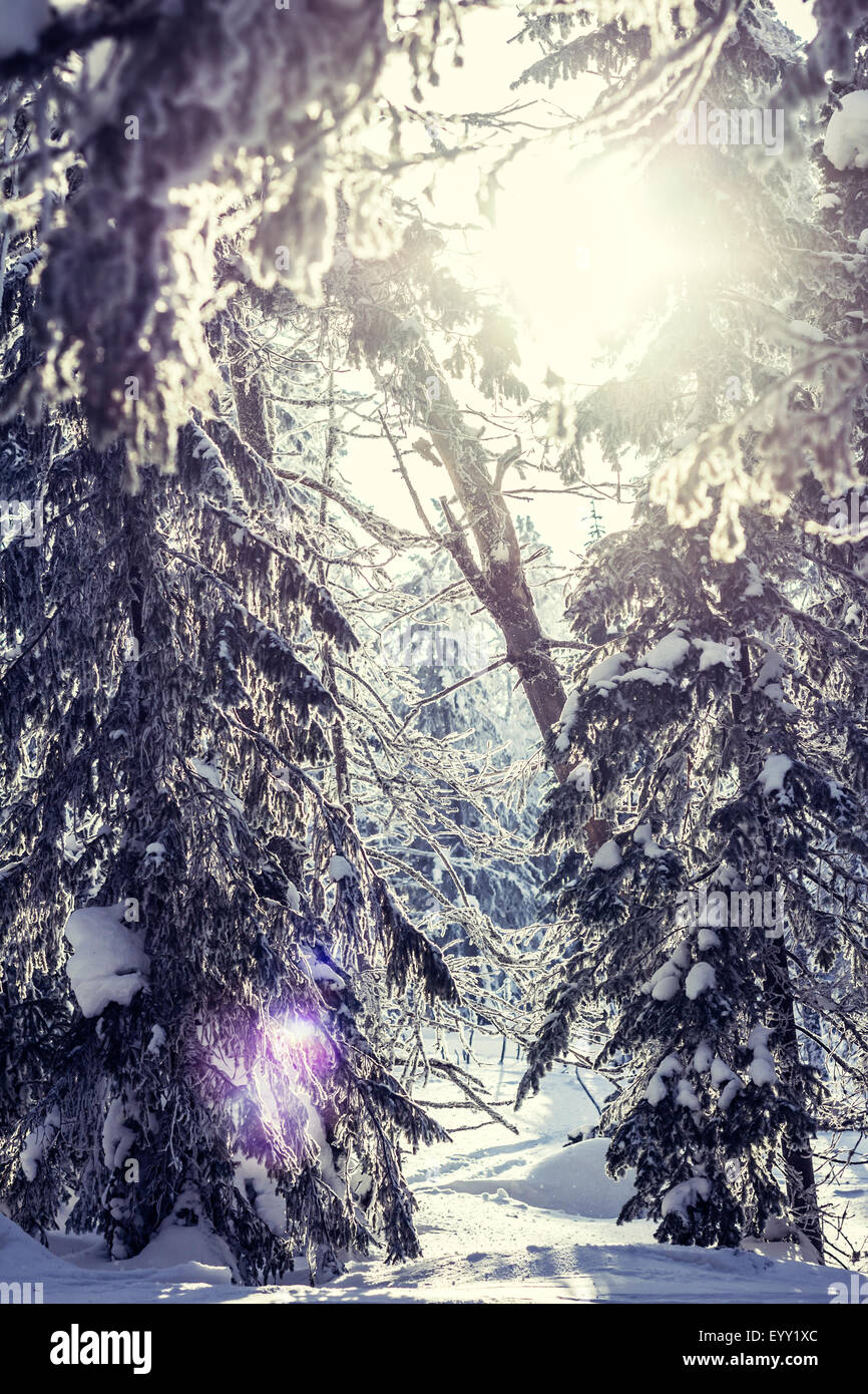 Trees in snowy forest Stock Photo - Alamy