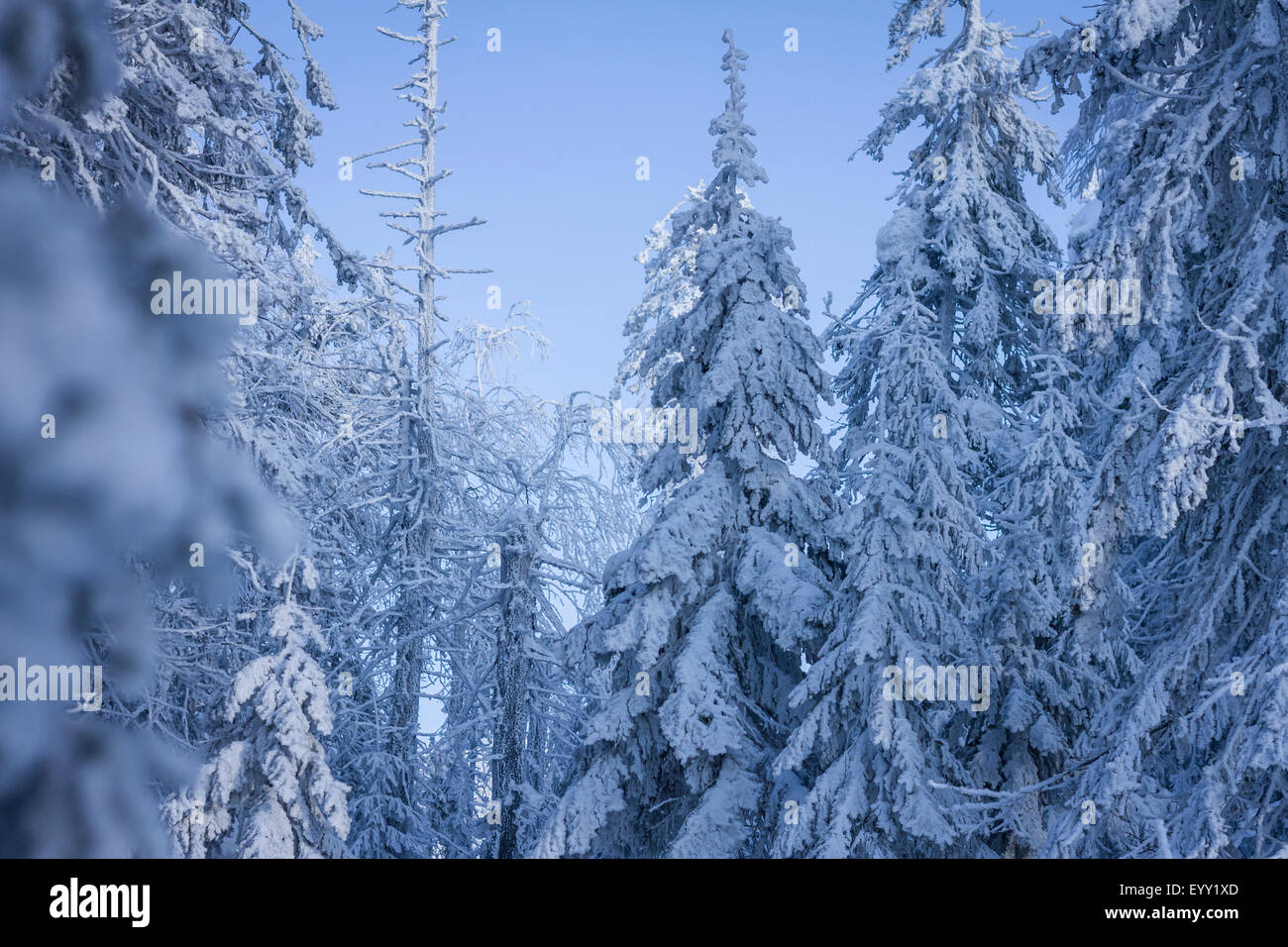 Trees in snowy forest Stock Photo