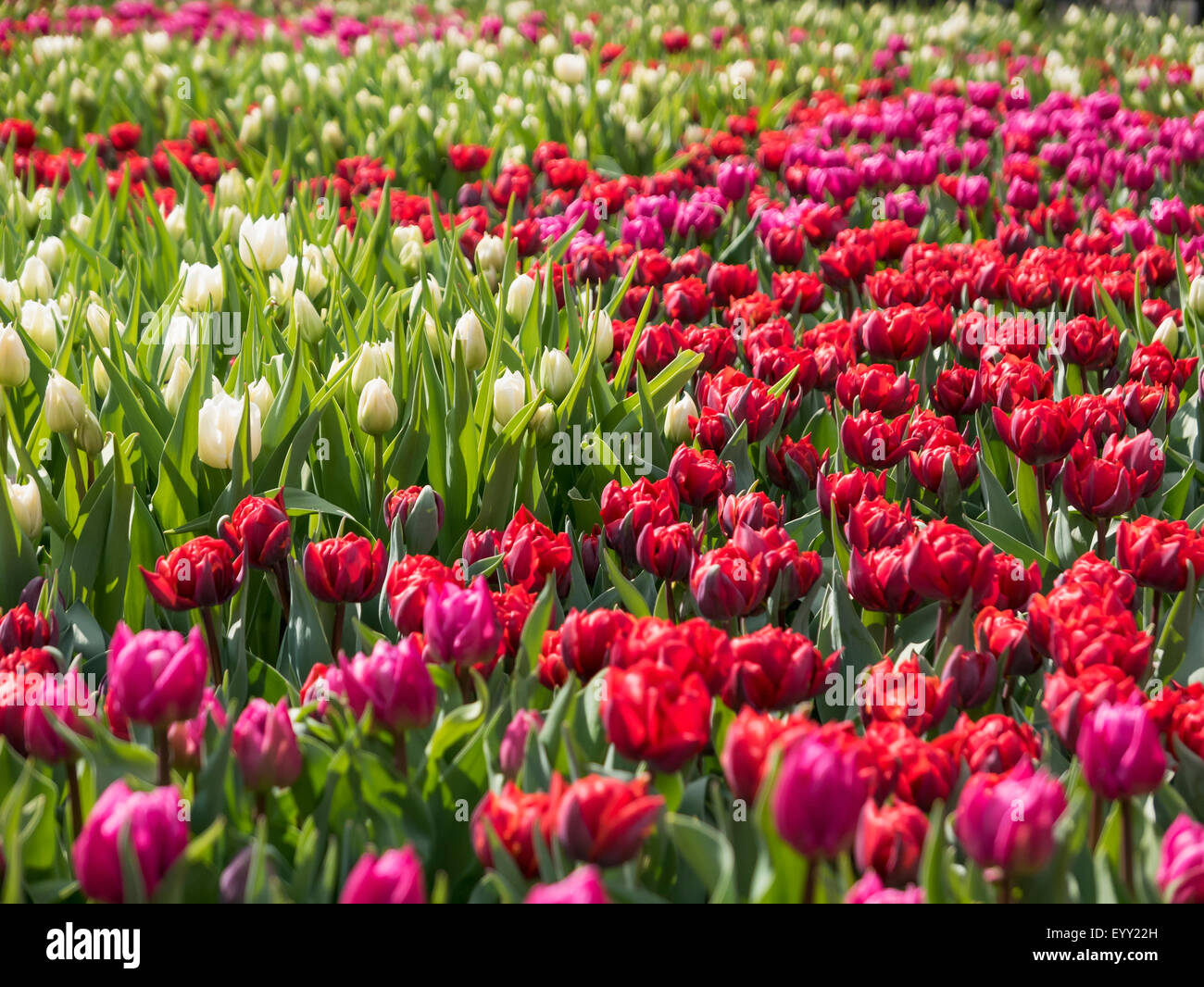 Tulips growing in crop field Stock Photo