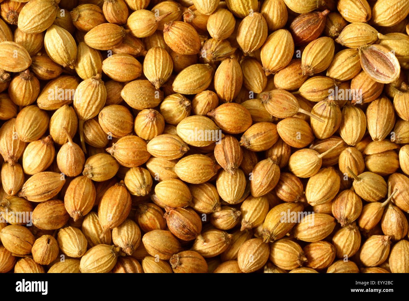 Close up roasted coriander seeds hires stock photography and images
