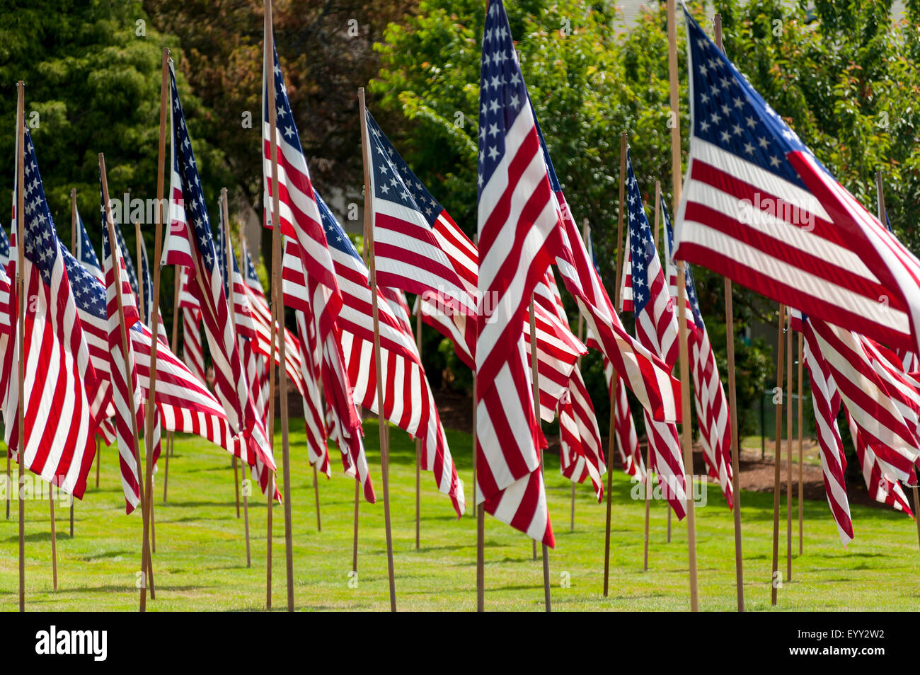 American flags in grass lawn Stock Photo Alamy