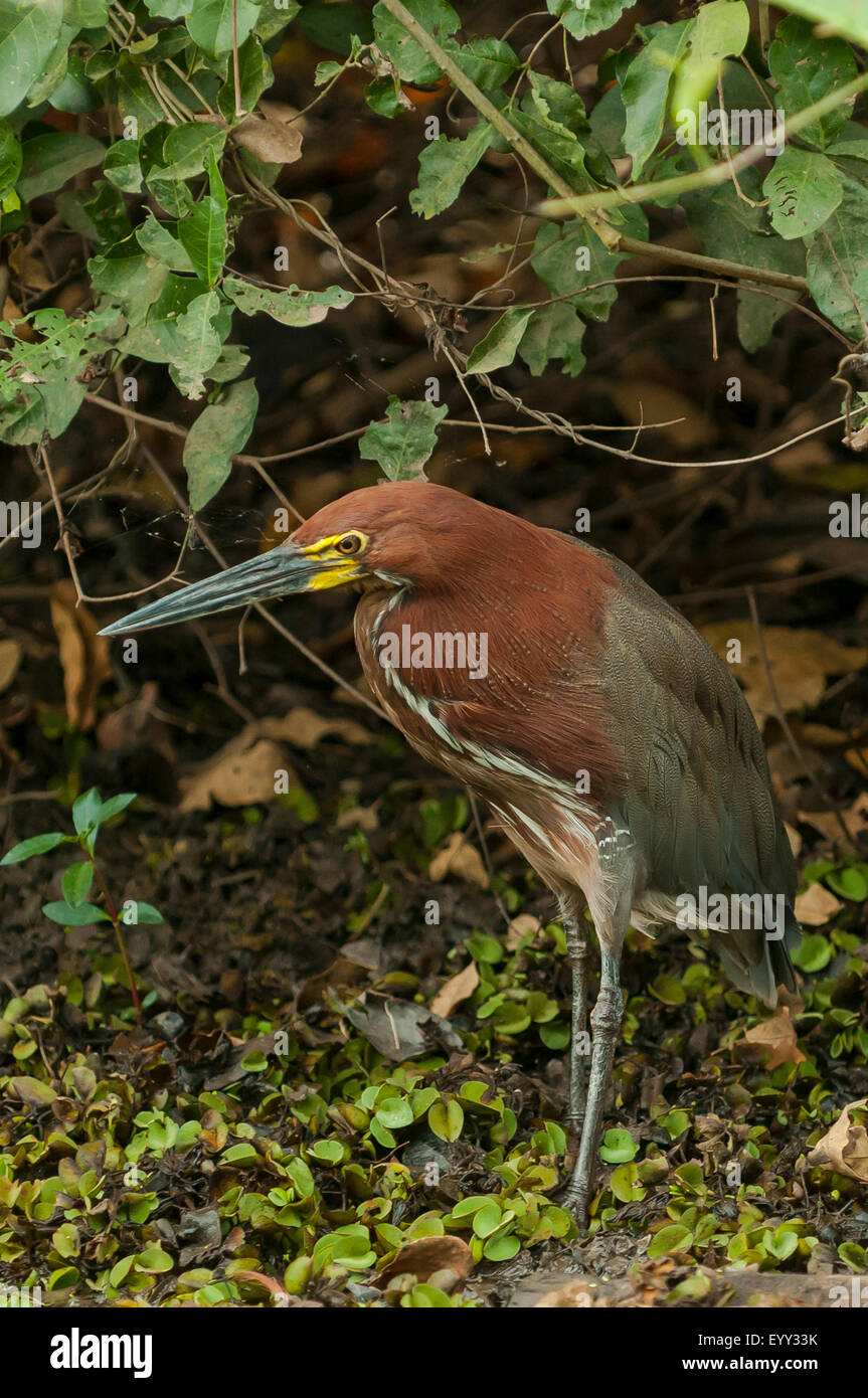 Tigrisoma lineatum, Rufescent Tiger Heron, Araras Lodge, Pantanal ...