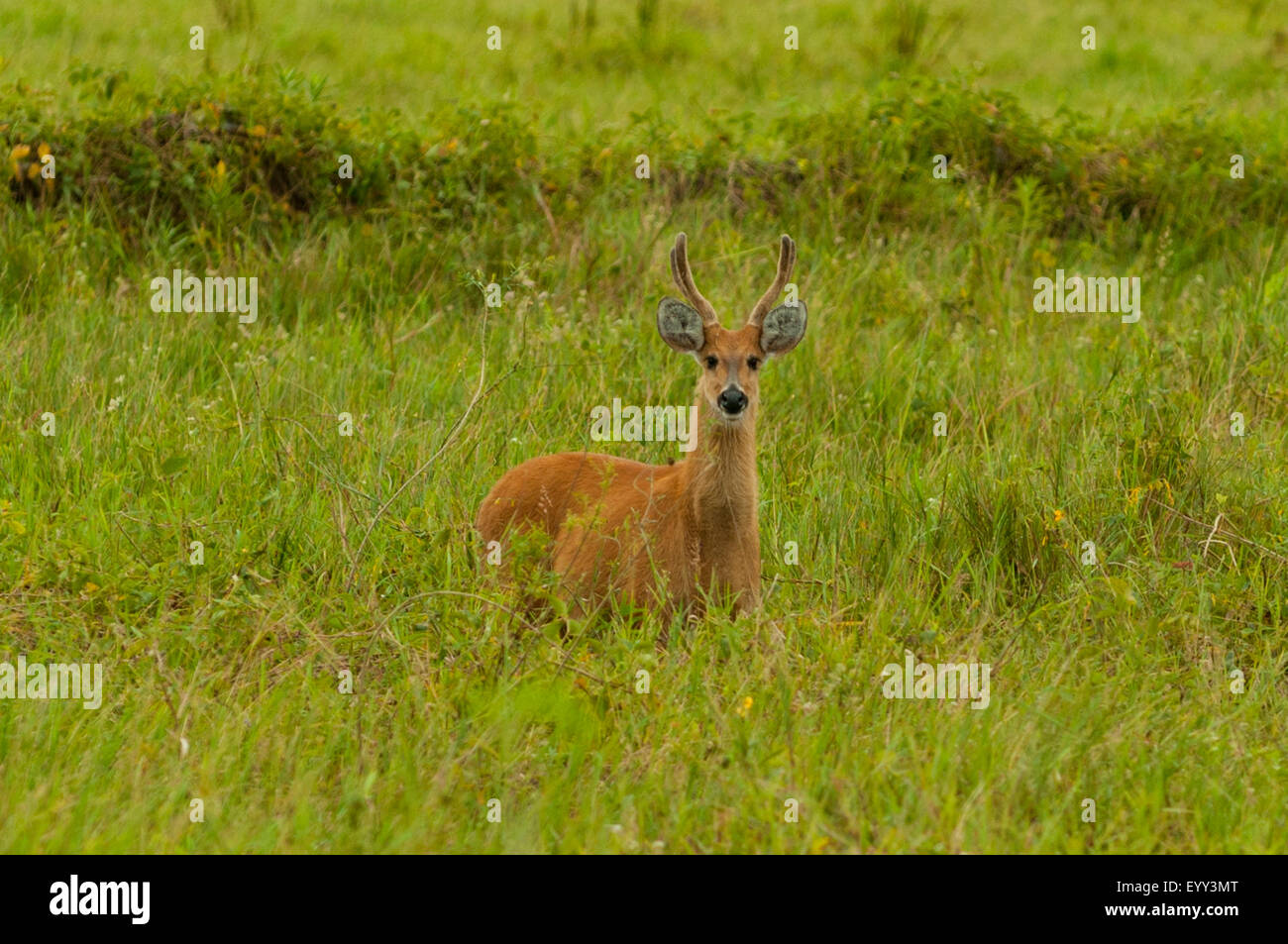 Blastocerus dichotomus, Male Marsh Deer, Transpantaneira Highway, Pantanal, Brazil Stock Photo