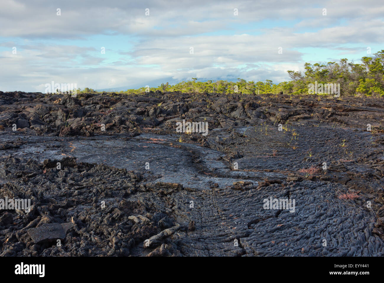 Ropy pahoehoe lava flow on Isabela Stock Photo