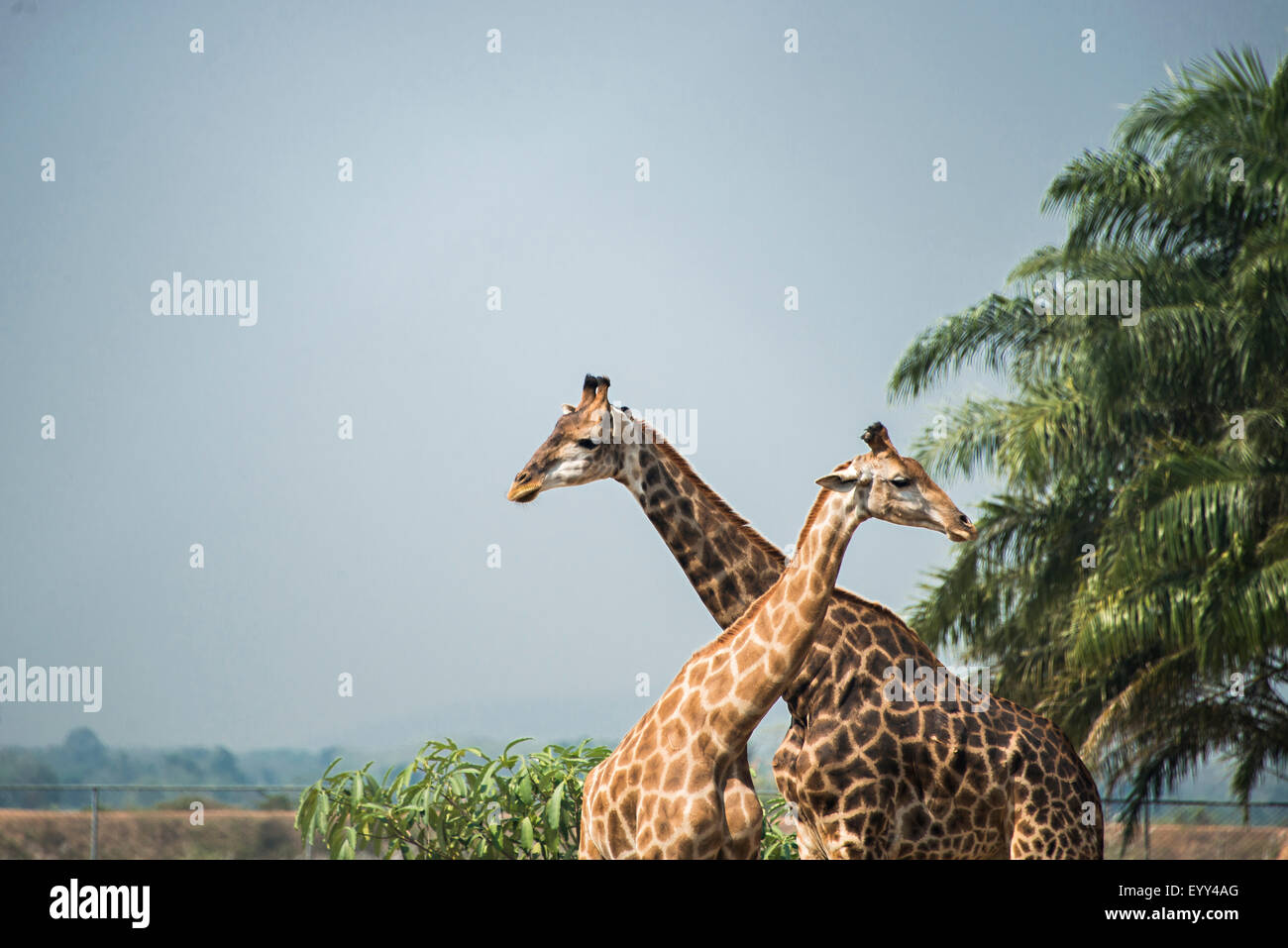 Giraffes standing near palm trees under blue sky Stock Photo Alamy