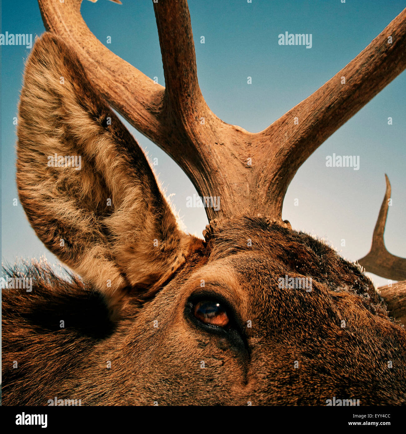 Close up of eye, ear and antler of elk Stock Photo Alamy