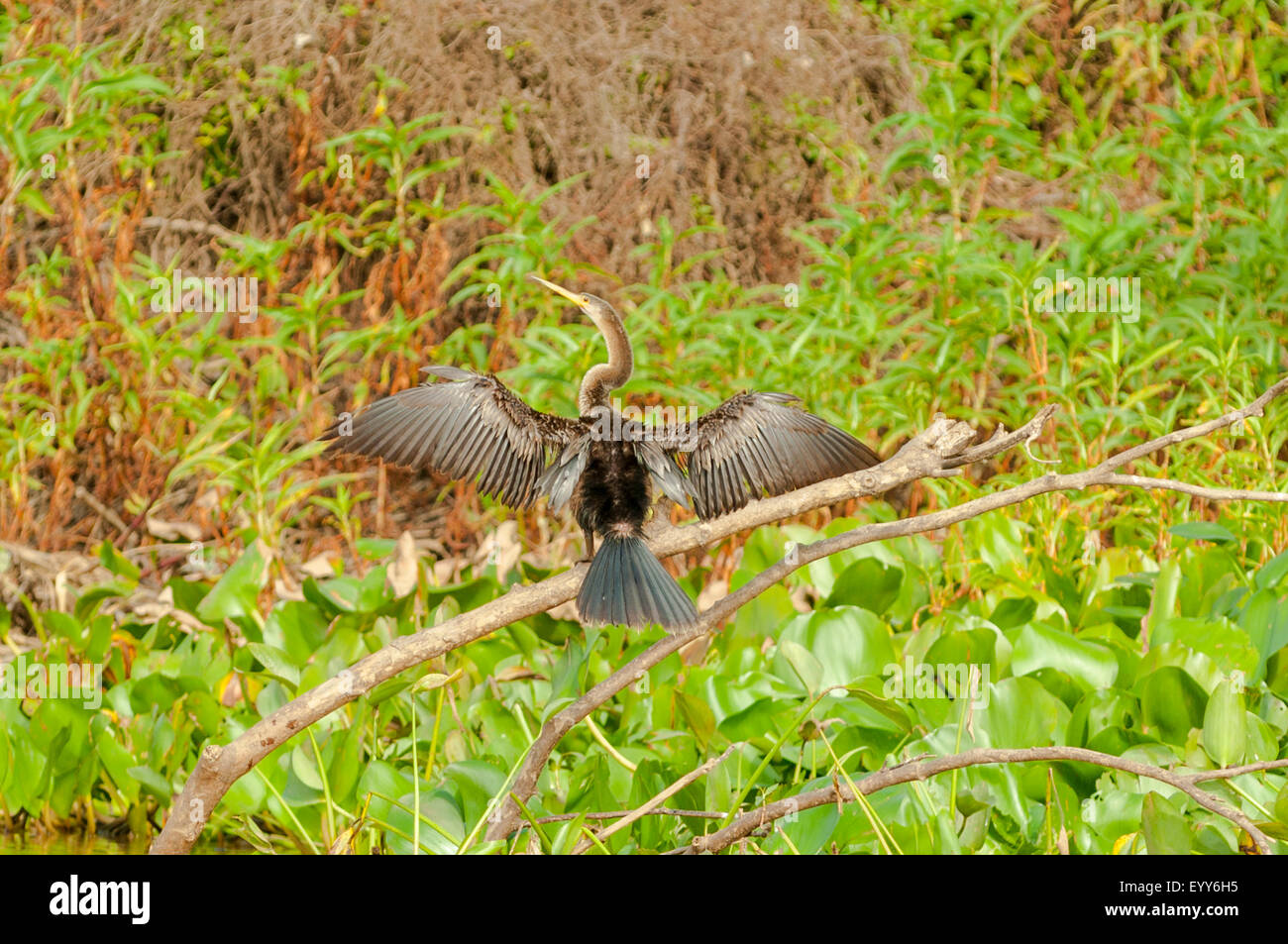 'Anhinga anhinga', Anhinga Drying Wings, Cuiaba River, Pantanal, Brazil Stock Photo