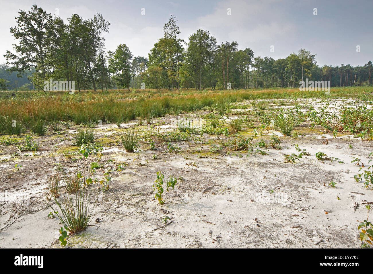 Nature management, removing top soil in Stropersbos, Belgium Stock Photo
