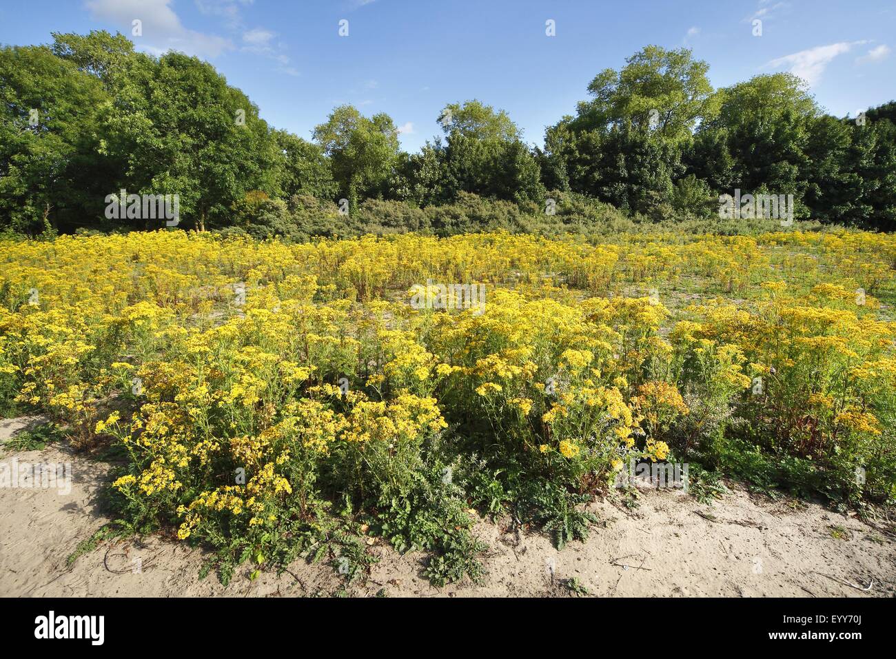 common ragwort, stinking willie, tansy ragwort, tansy ragwort (Senecio jacobaea), dunes with Common ragwort, Oosthoekduinen, Belgium Stock Photo