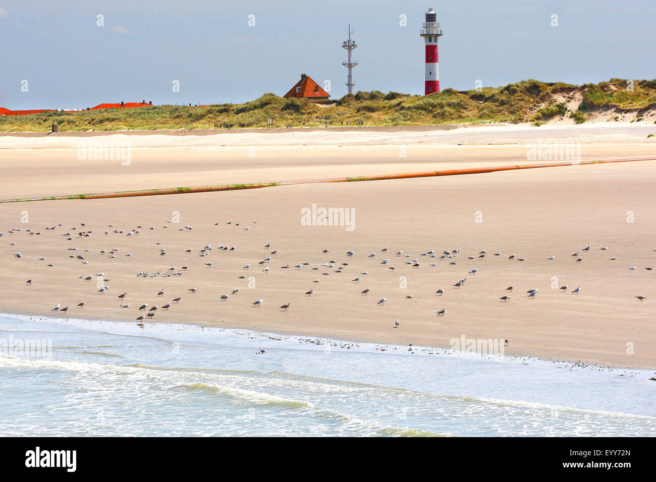 herring gull (Larus argentatus), many gulls on the beach in front of a lighthouse, Belgium, Nieuwpoort Stock Photo