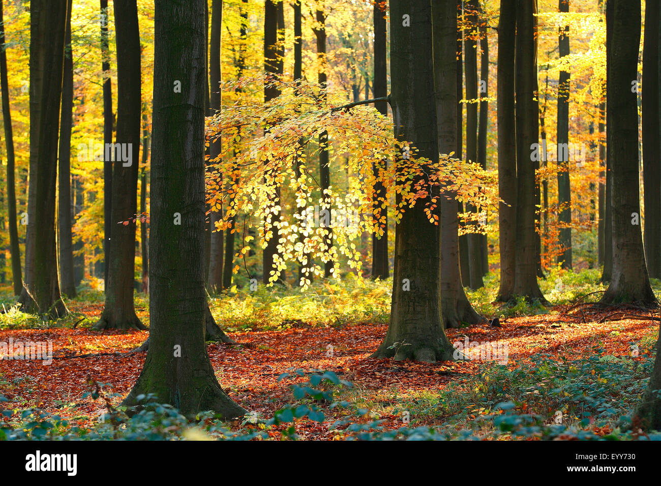 common beech (Fagus sylvatica), beech forest in autumn, Belgium, Ardennes, Beukenbos Stock Photo