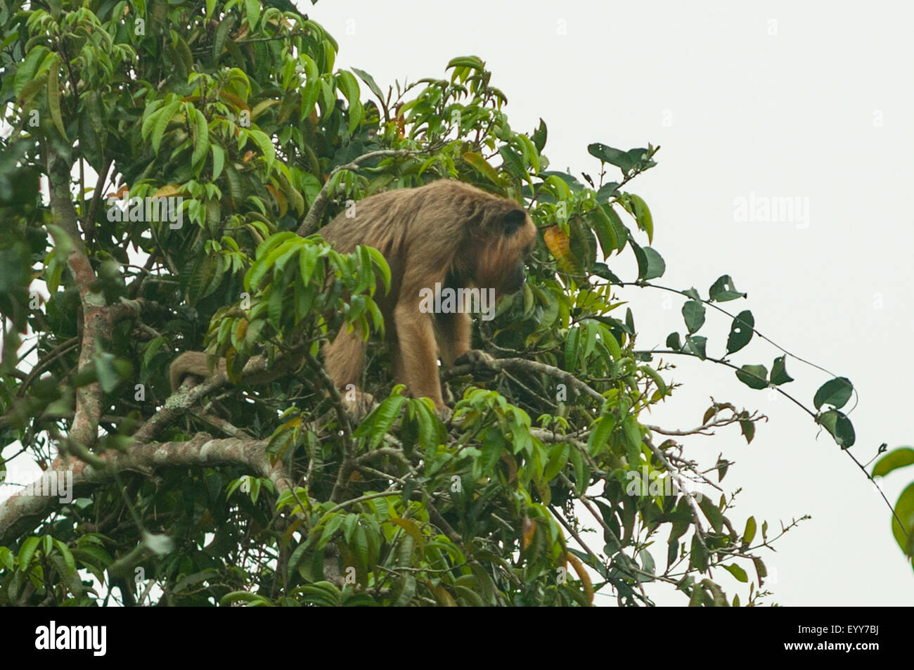 Alouatta caraya, Female Black and Gold Howler Monkey, Cuiaba River, Pantanal, Brazil Stock Photo
