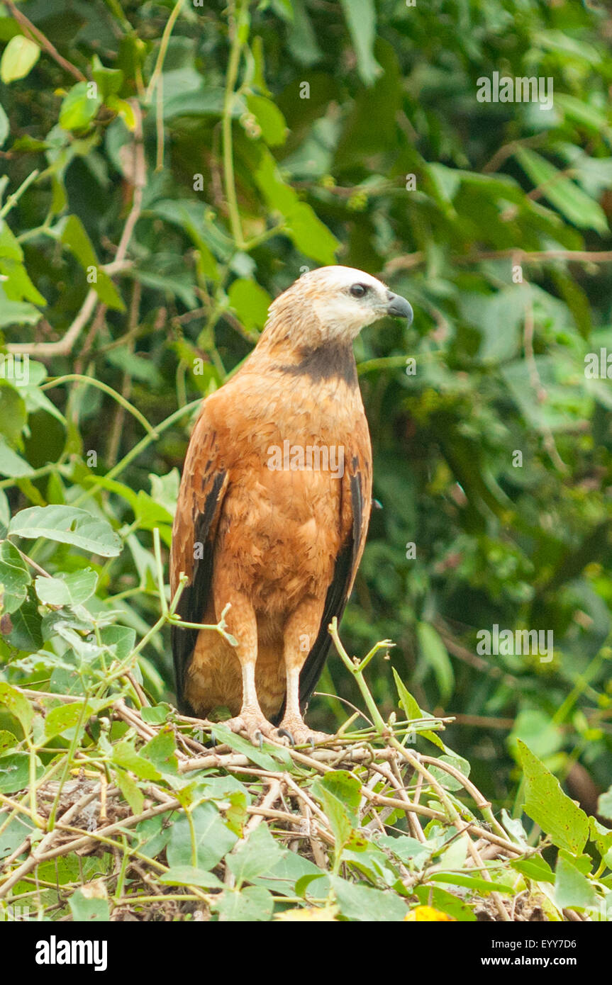 Busarellus nigricollis, Black-collared Brown Hawk, Cuiaba River ...