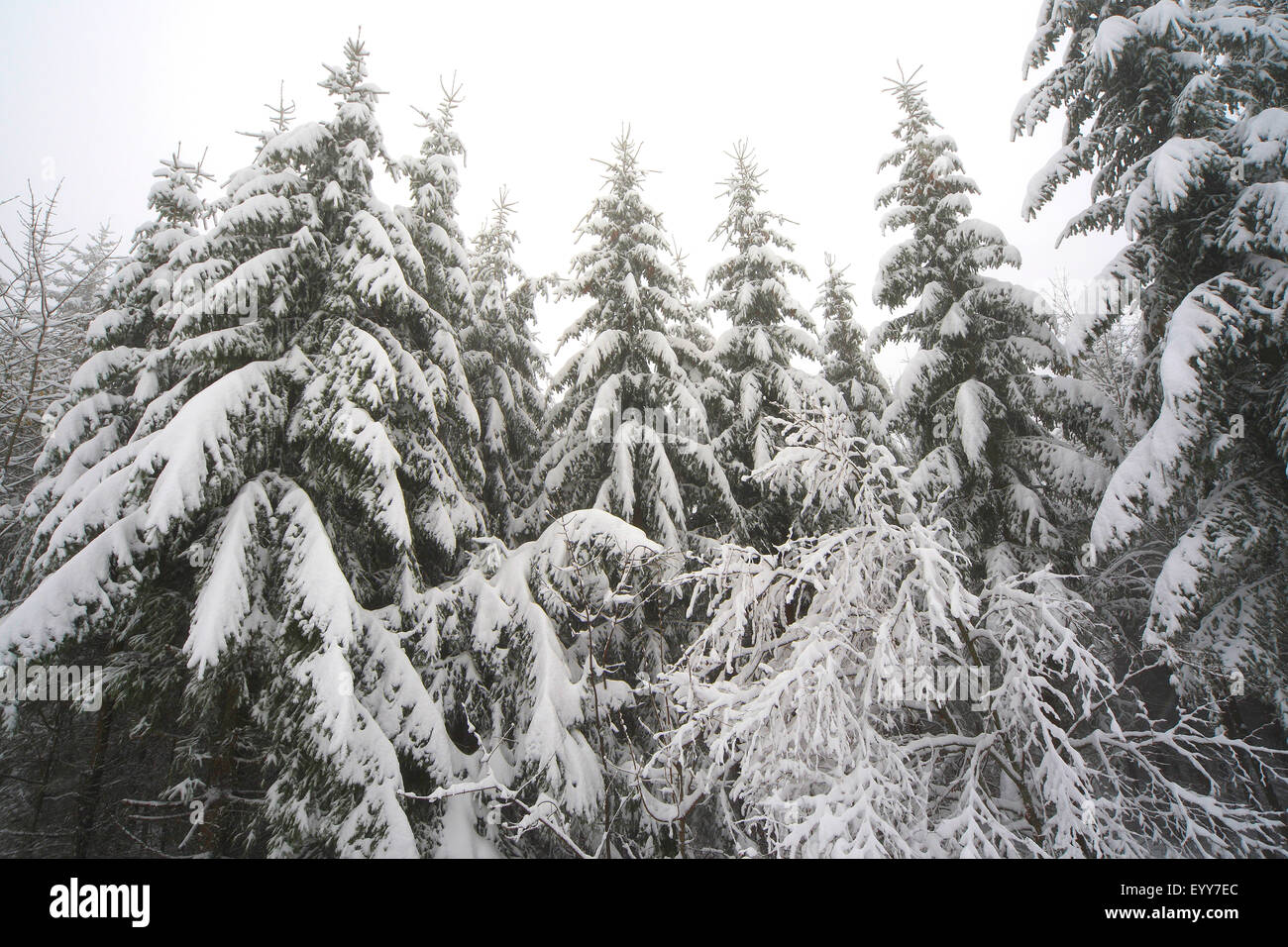 Norway spruce (Picea abies), snow covered pine forest in winter, France, Vercors National Park Stock Photo
