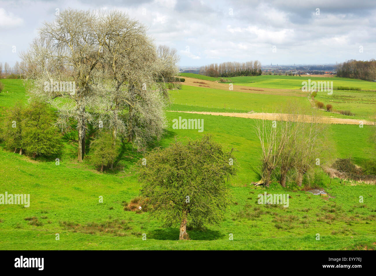 Bocage landscape with hedges and trees, Belgium, Scherpenberg Stock Photo