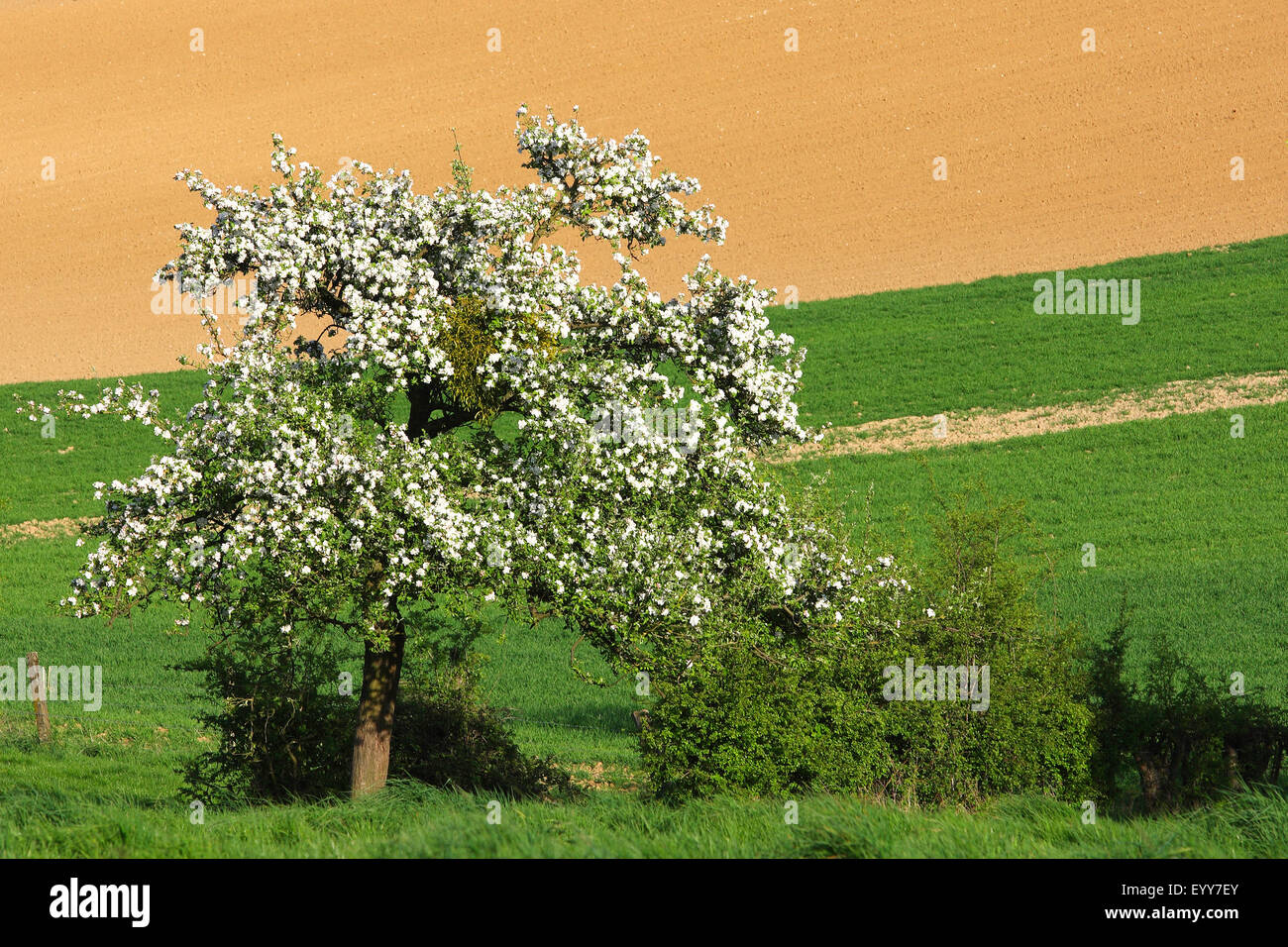 apple tree (Malus domestica), flowering apple tree in field scenery, Belgium, Ardennes Stock Photo