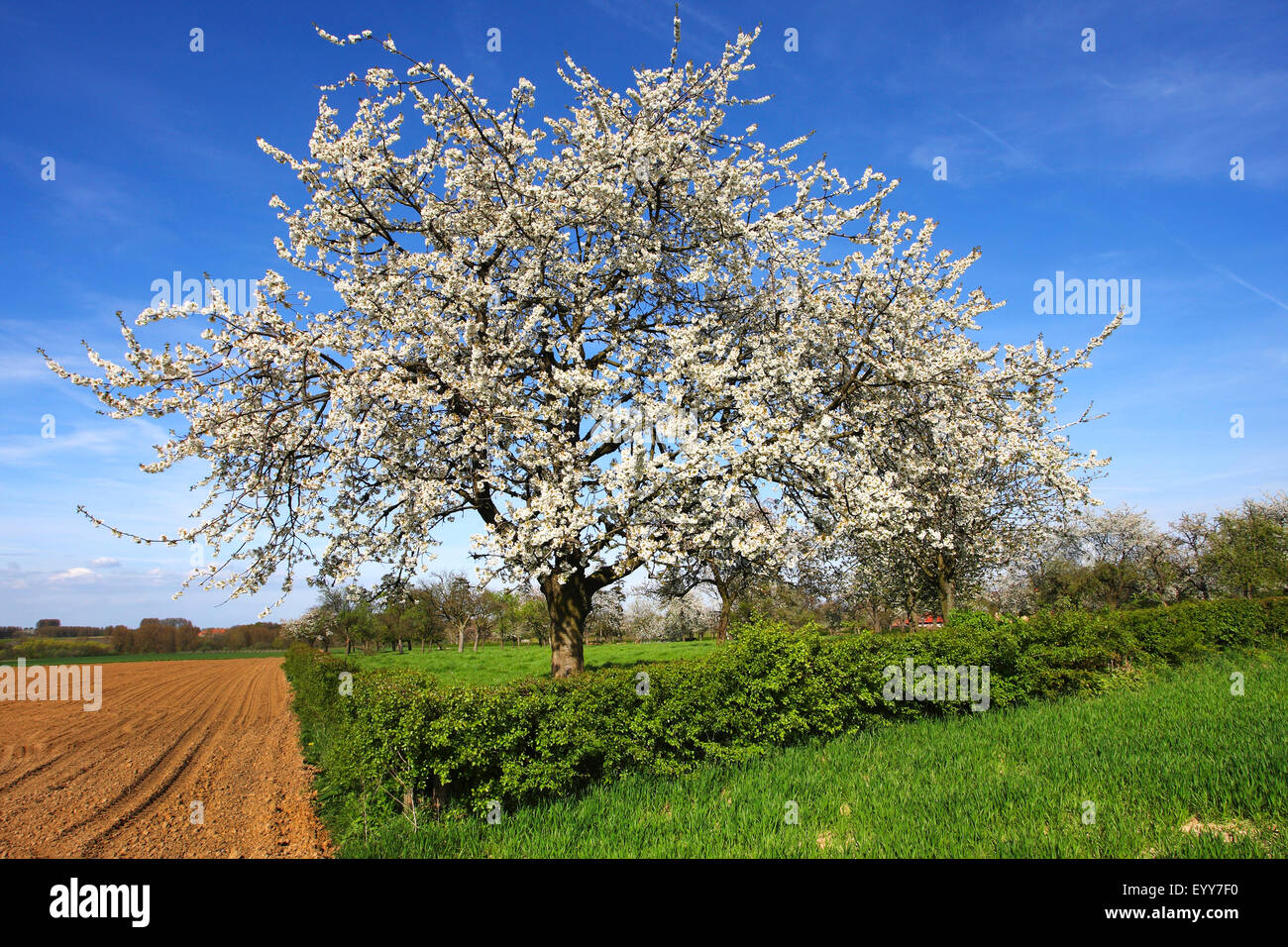Cherry tree, Sweet cherry (Prunus avium), flowering cherry tree in field scenery, Belgium, Ardennes Stock Photo