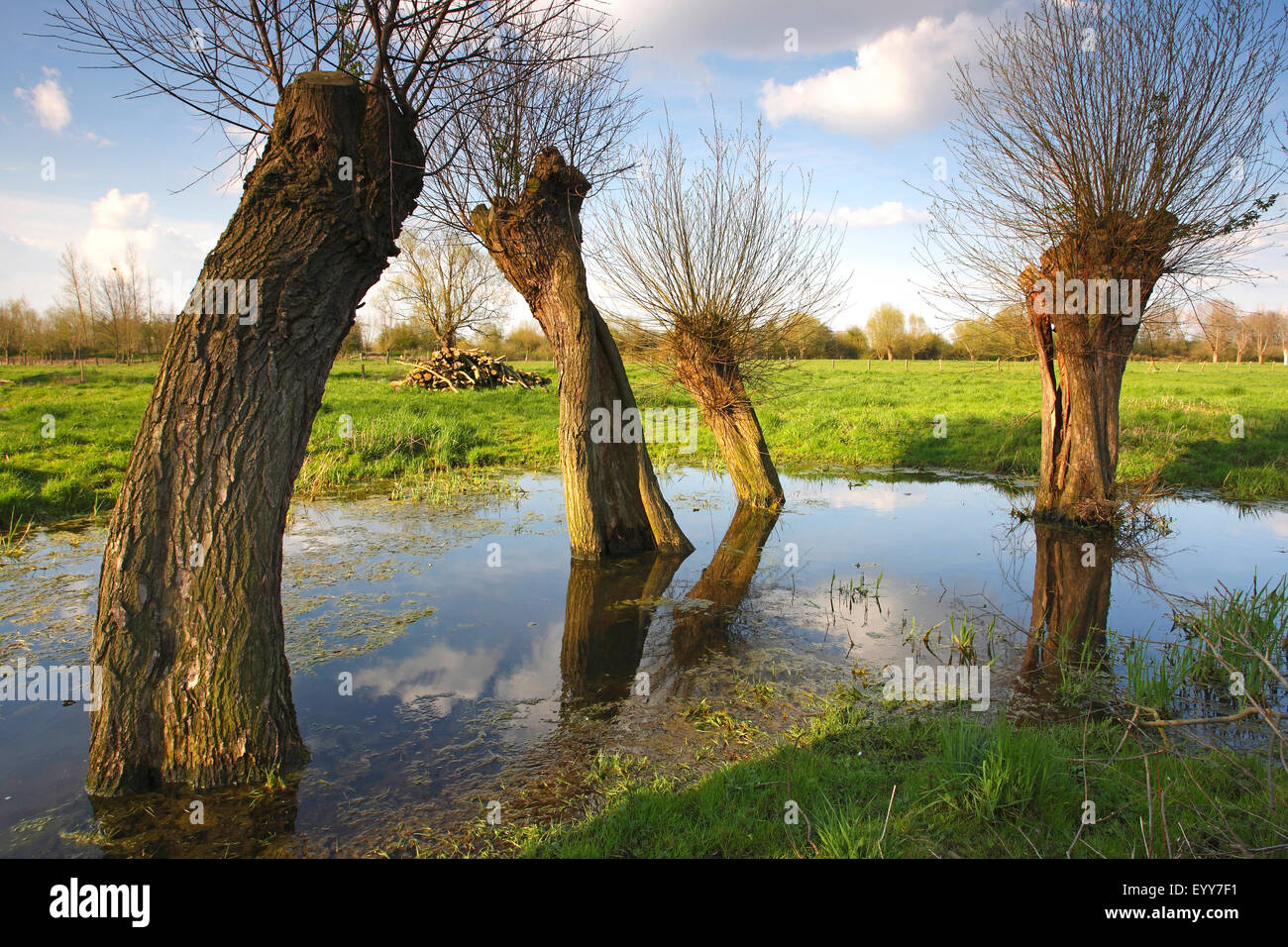 willow, osier (Salix spec.), row of Willow trees in pond, Leiemeersen nature reserve, Belgium Stock Photo