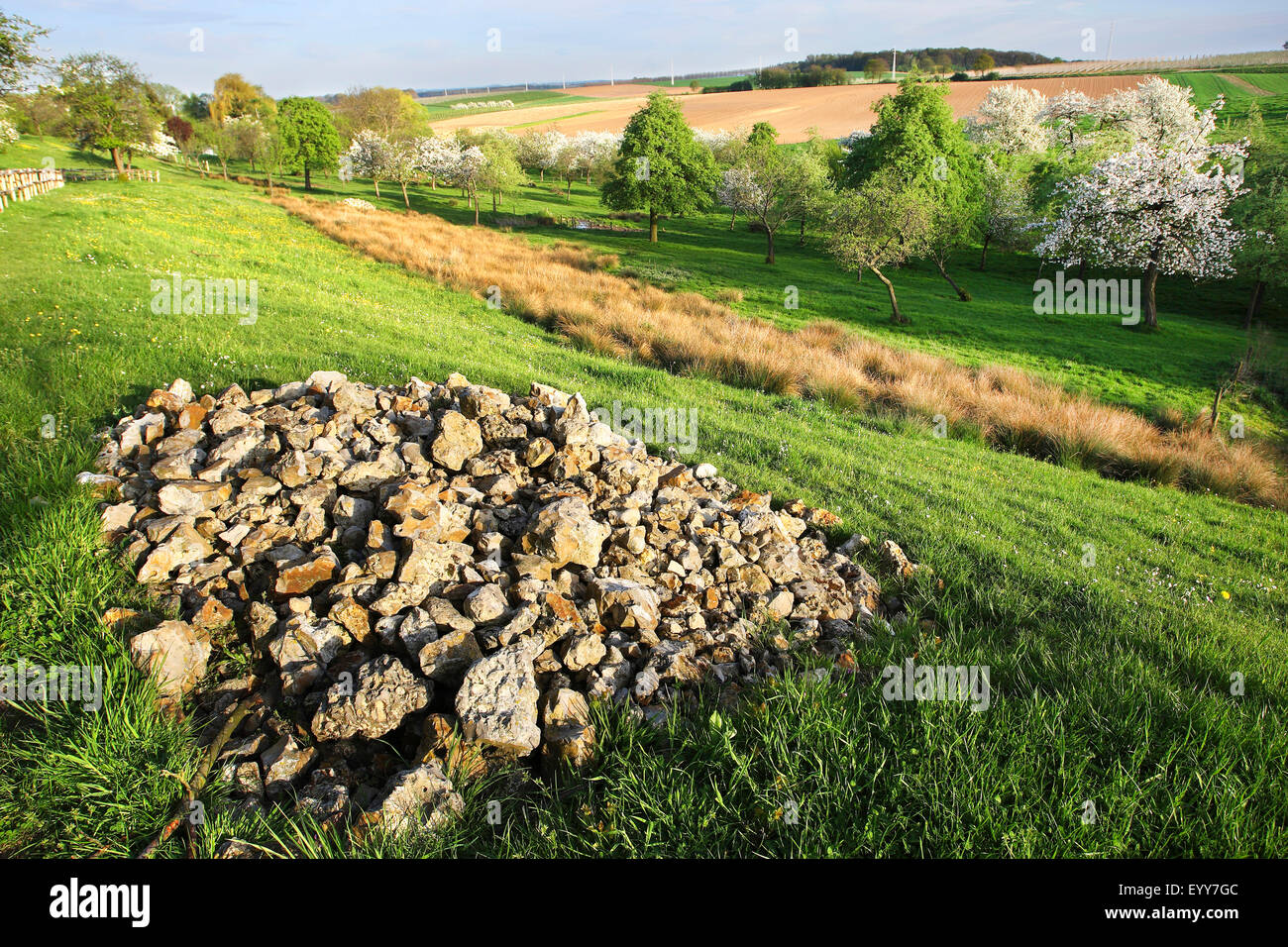 midwife toad (Alytes obstetricans), pile of stones in grassland with fruit trees, breeding and resting place for Midwife toad, Belgium Stock Photo