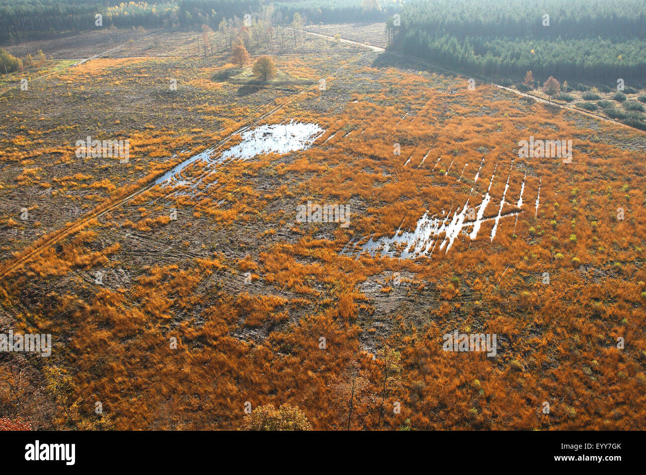 aerial view to deforestation of pine forest, forest transformation and development of heather with pool, Belgium Stock Photo