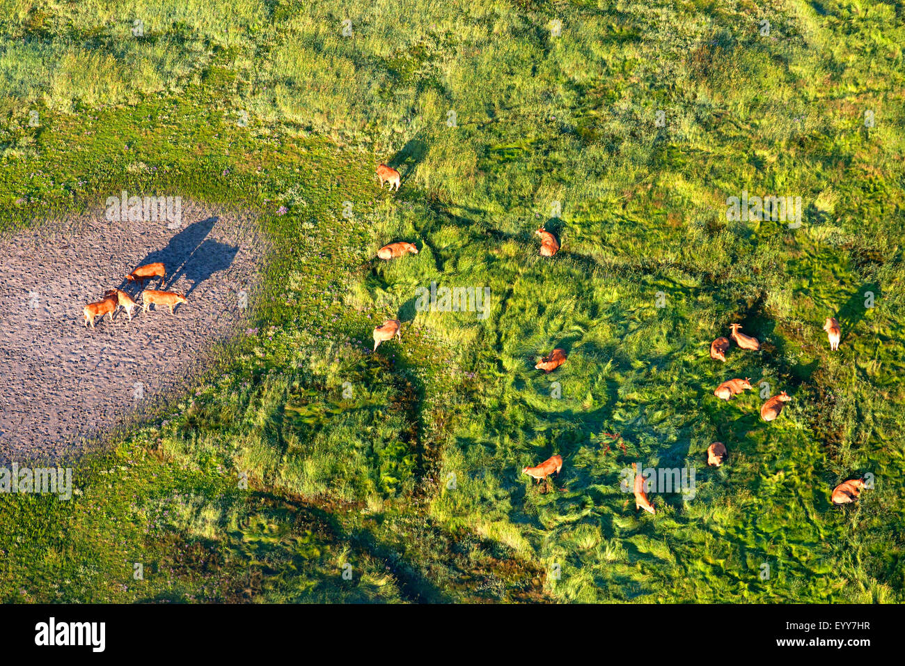 domestic cattle (Bos primigenius f. taurus), aerial view to herd of cows on a pasture with dried up pond, Belgium, Flanders Stock Photo