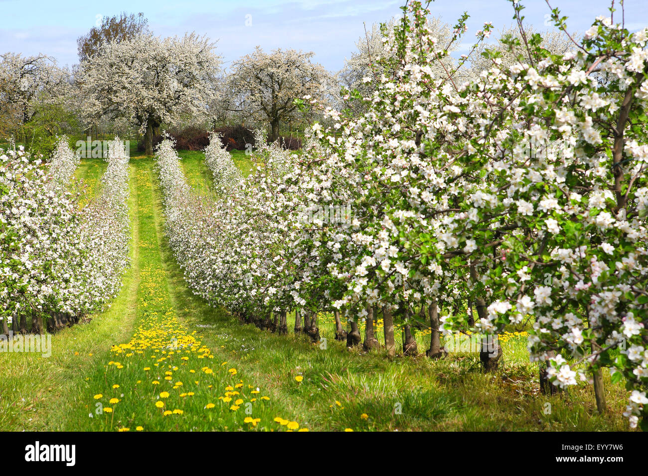 apple tree (Malus domestica), Flowering fruit apple tree orchard with dandelion , Belgium, Haspengouw Stock Photo