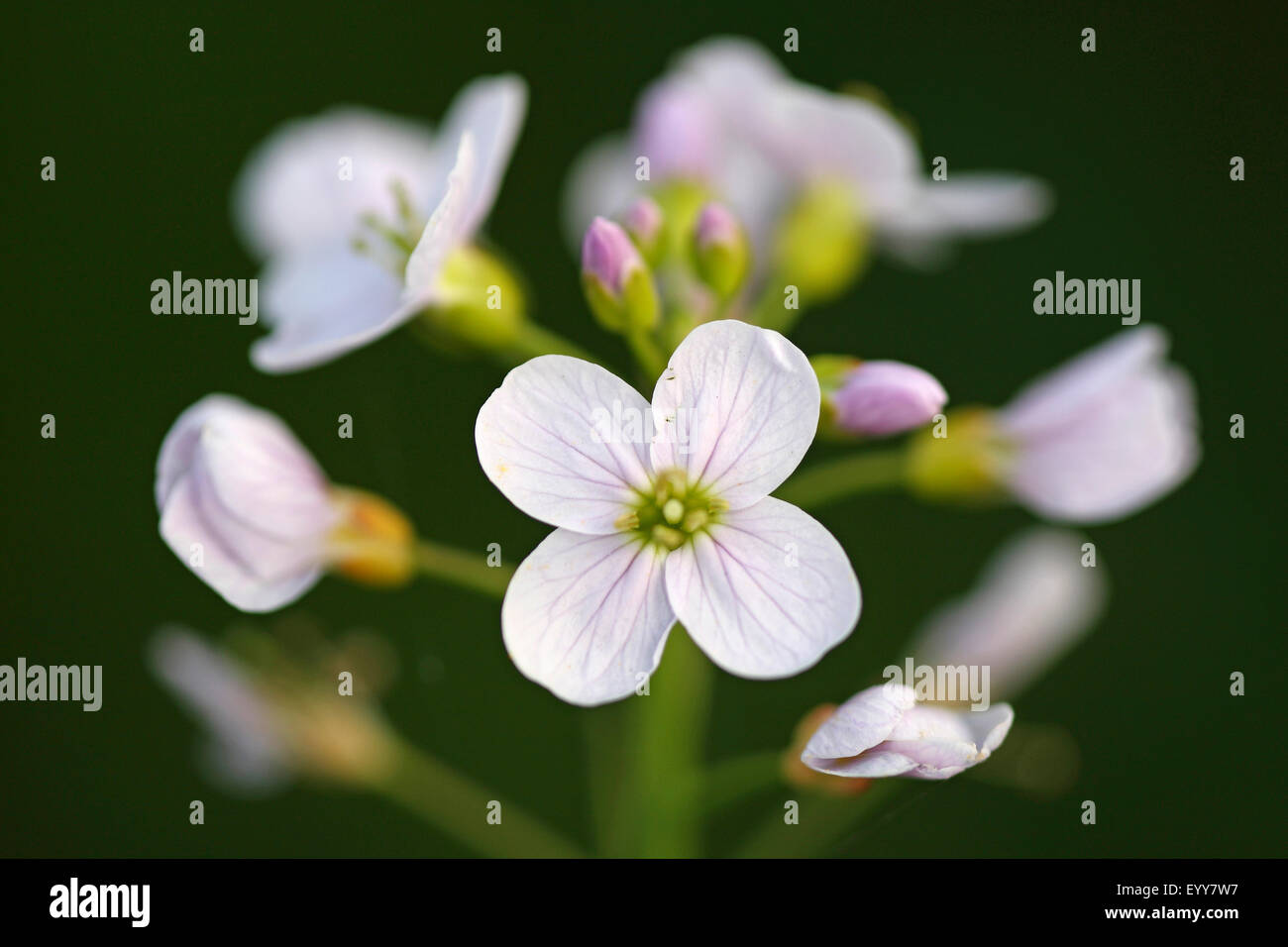 Bog Pink, Cuckoo Flower, Lady's Smock, Milkmaids (Cardamine pratensis), inflorescence, Belgium Stock Photo