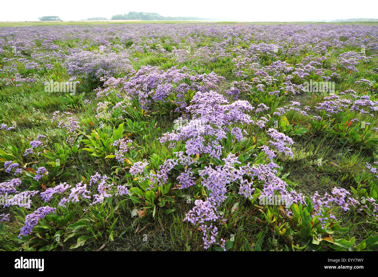 common sea-lavender, mediterranean sea-lavender (Limonium vulgare), large areal with flowering common sea-lavender, Belgium, Zwin nature reserve Stock Photo