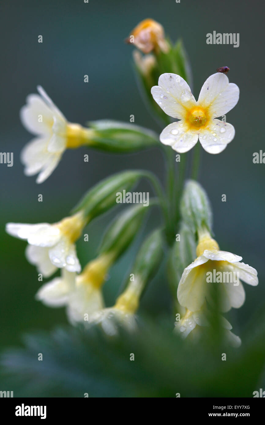 True oxlip (Primula elatior), flowers with dew, Belgium Stock Photo
