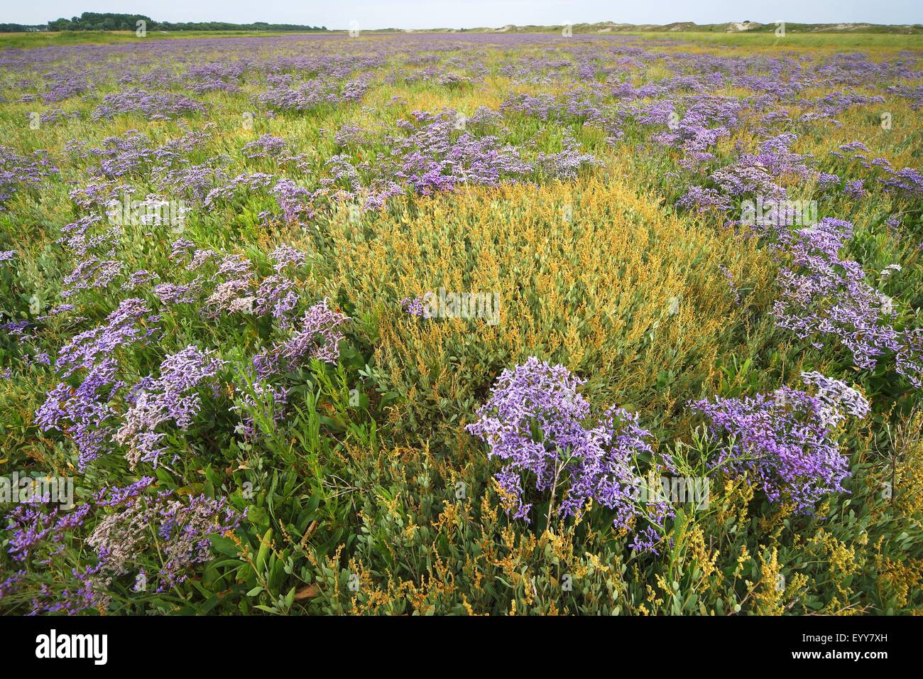 common sea-lavender, mediterranean sea-lavender (Limonium vulgare), flowering in Zwin nature reserve, Belgium, Zwin nature reserve Stock Photo