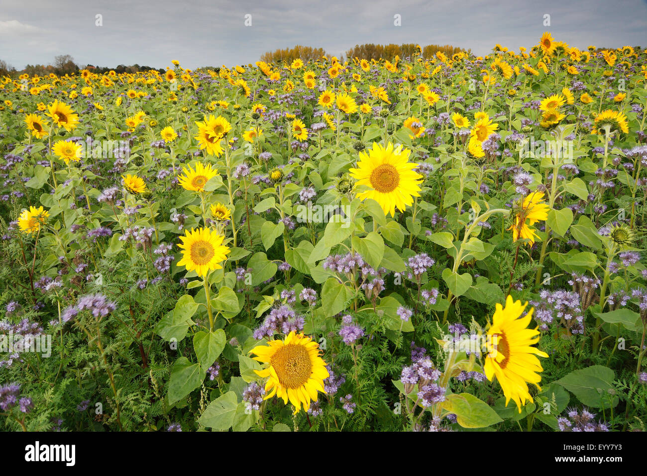 common sunflower (Helianthus annuus), sunflower field with Phacelia, Belgium Stock Photo