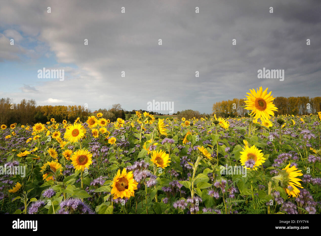 common sunflower (Helianthus annuus), sunflower field with Phacelia, Belgium Stock Photo