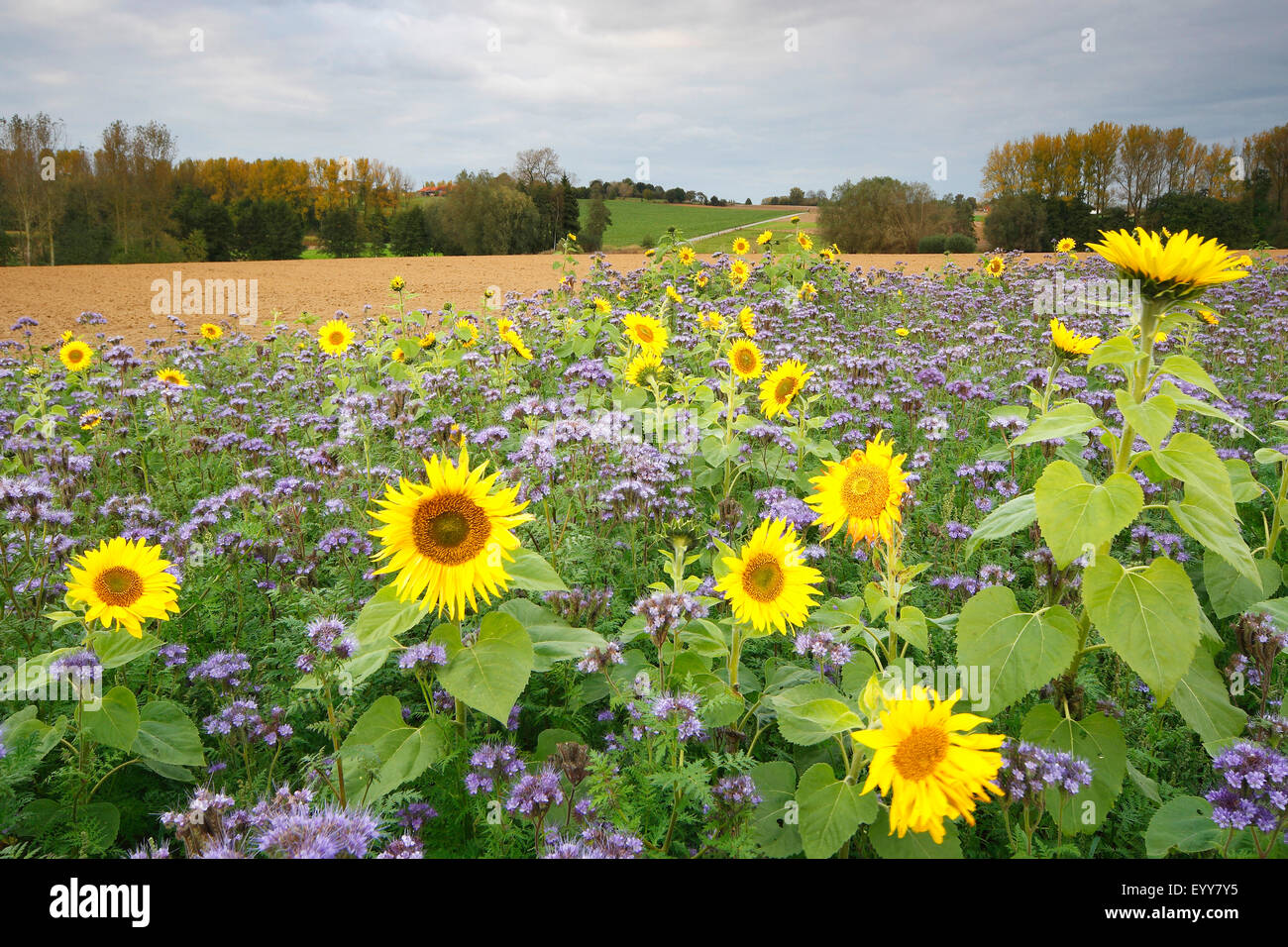 common sunflower (Helianthus annuus), sunflower field with Phacelia, Belgium Stock Photo