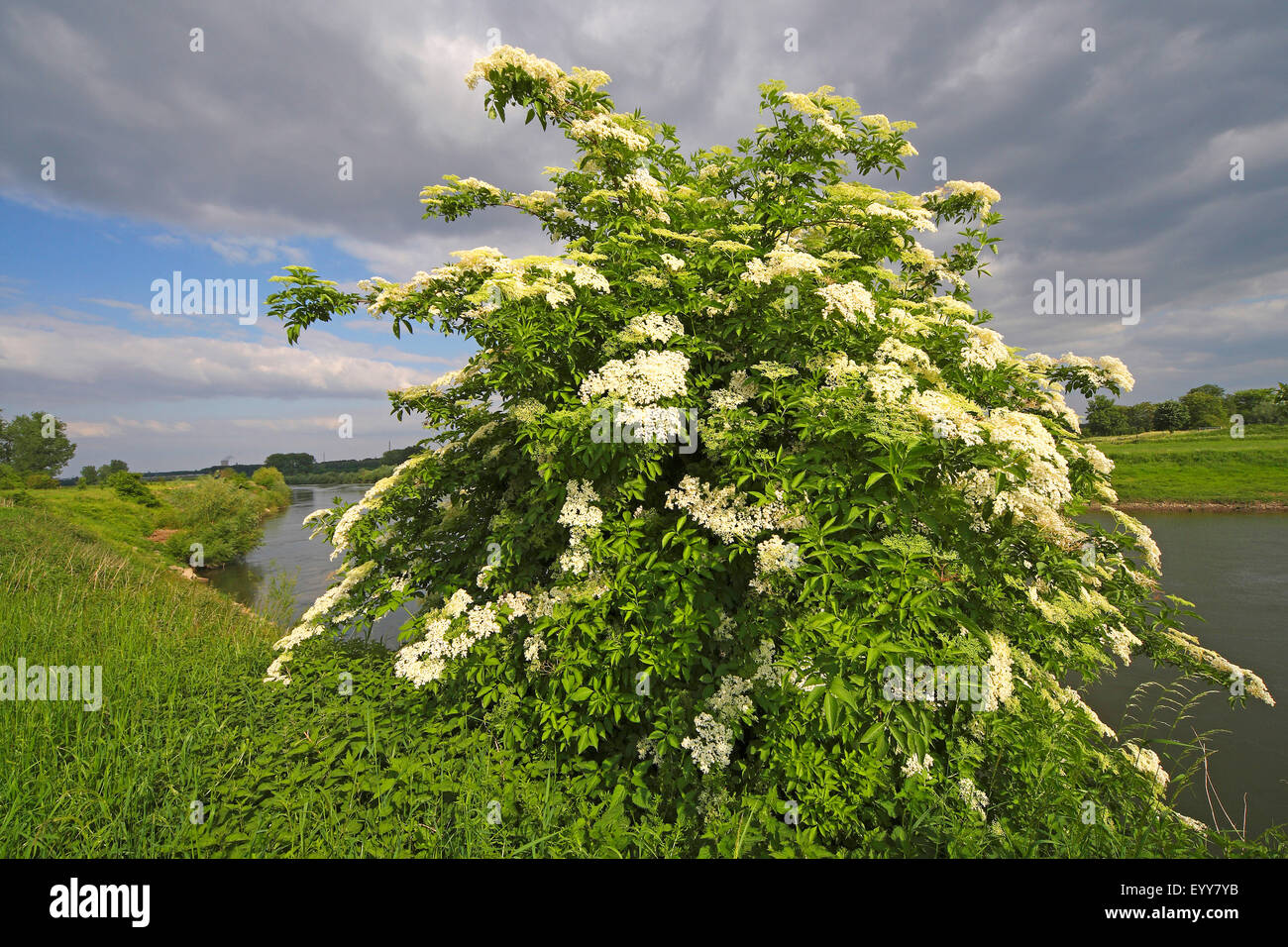 European black elder, Elderberry, Common elder (Sambucus nigra), flowering, approaching thunderstorm at the shore of a little river, Belgium Stock Photo