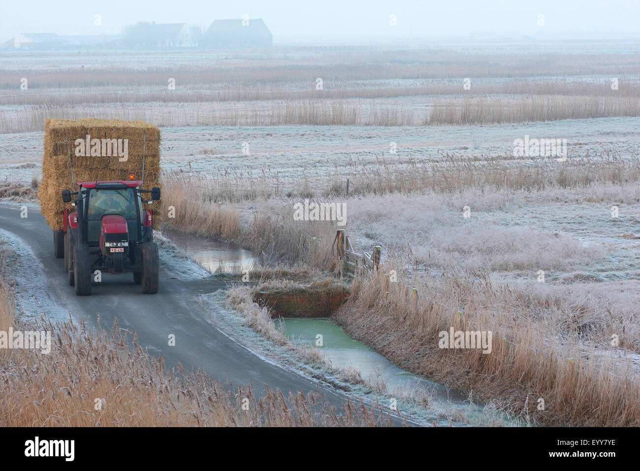 tractor along reed fringes in meadowlands in winter, Uitkerkse polder, Belgium Stock Photo