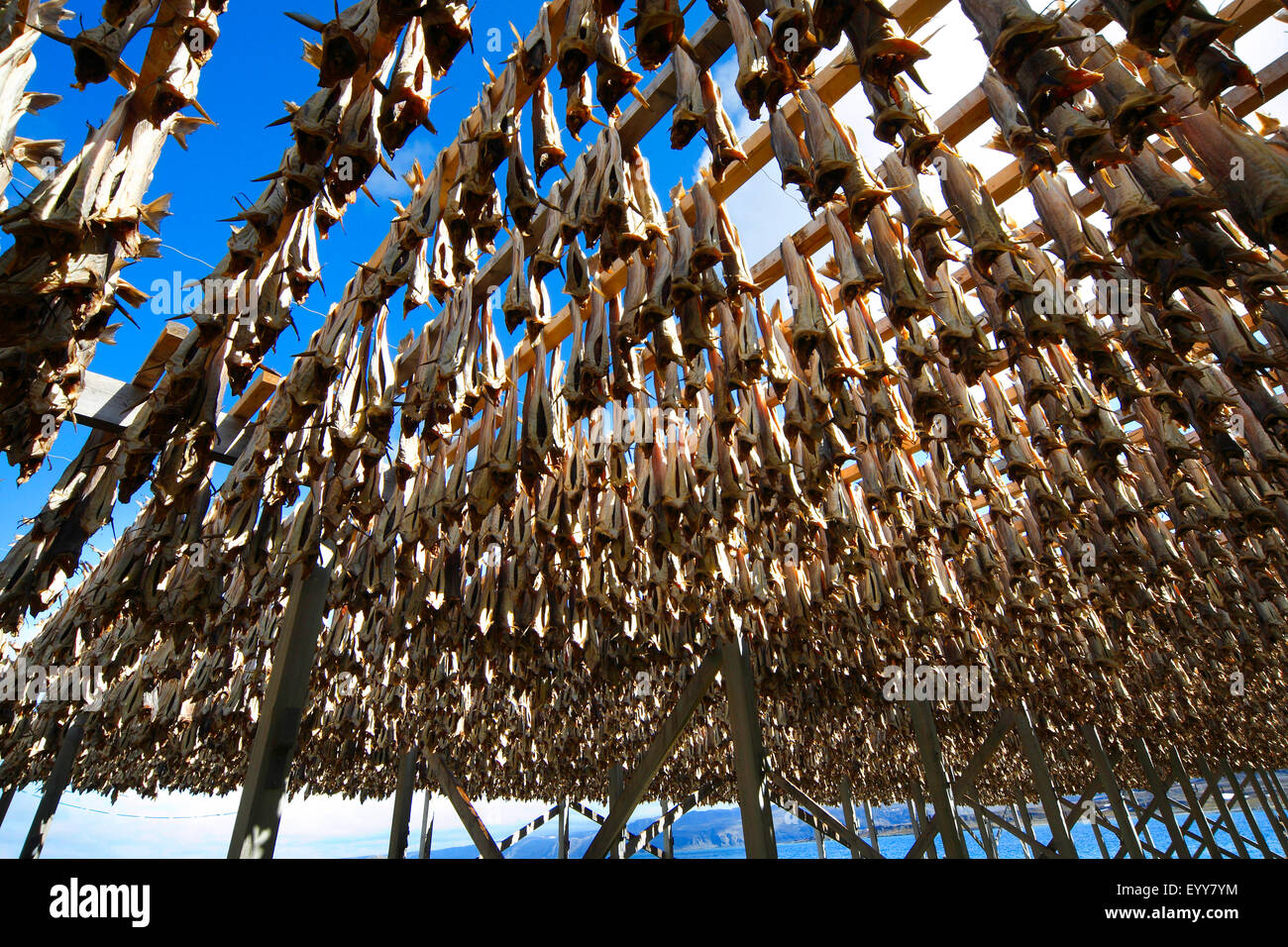 Fish drying on racks, Varangerfjord, Norway - Stock Image - C040/7767 -  Science Photo Library