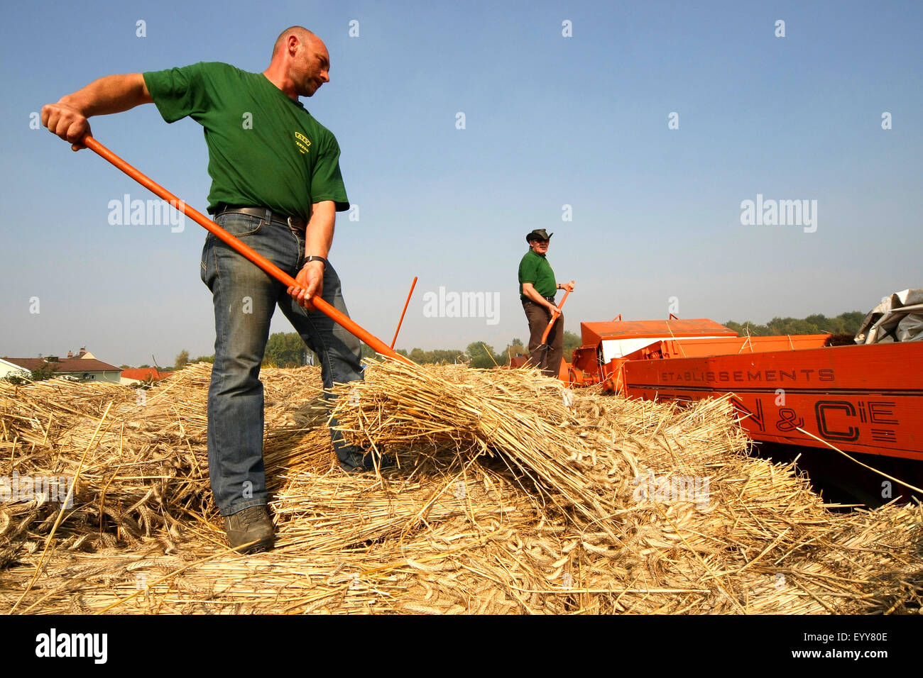 turning hay in hayfield in nature reserve, Belgium Stock Photo