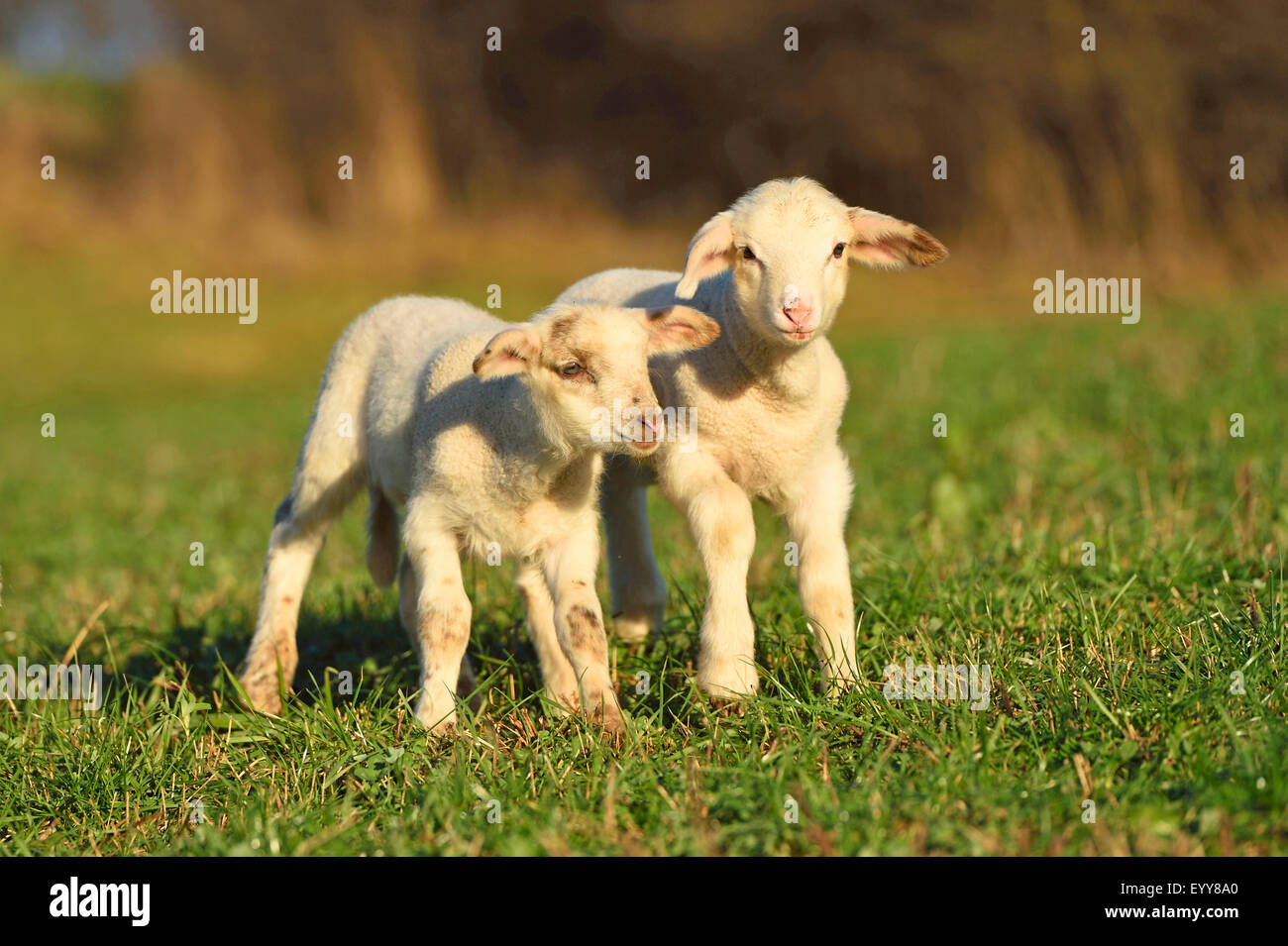 domestic sheep (Ovis ammon f. aries), two little lambs standing together in a pasture, Germany Stock Photo