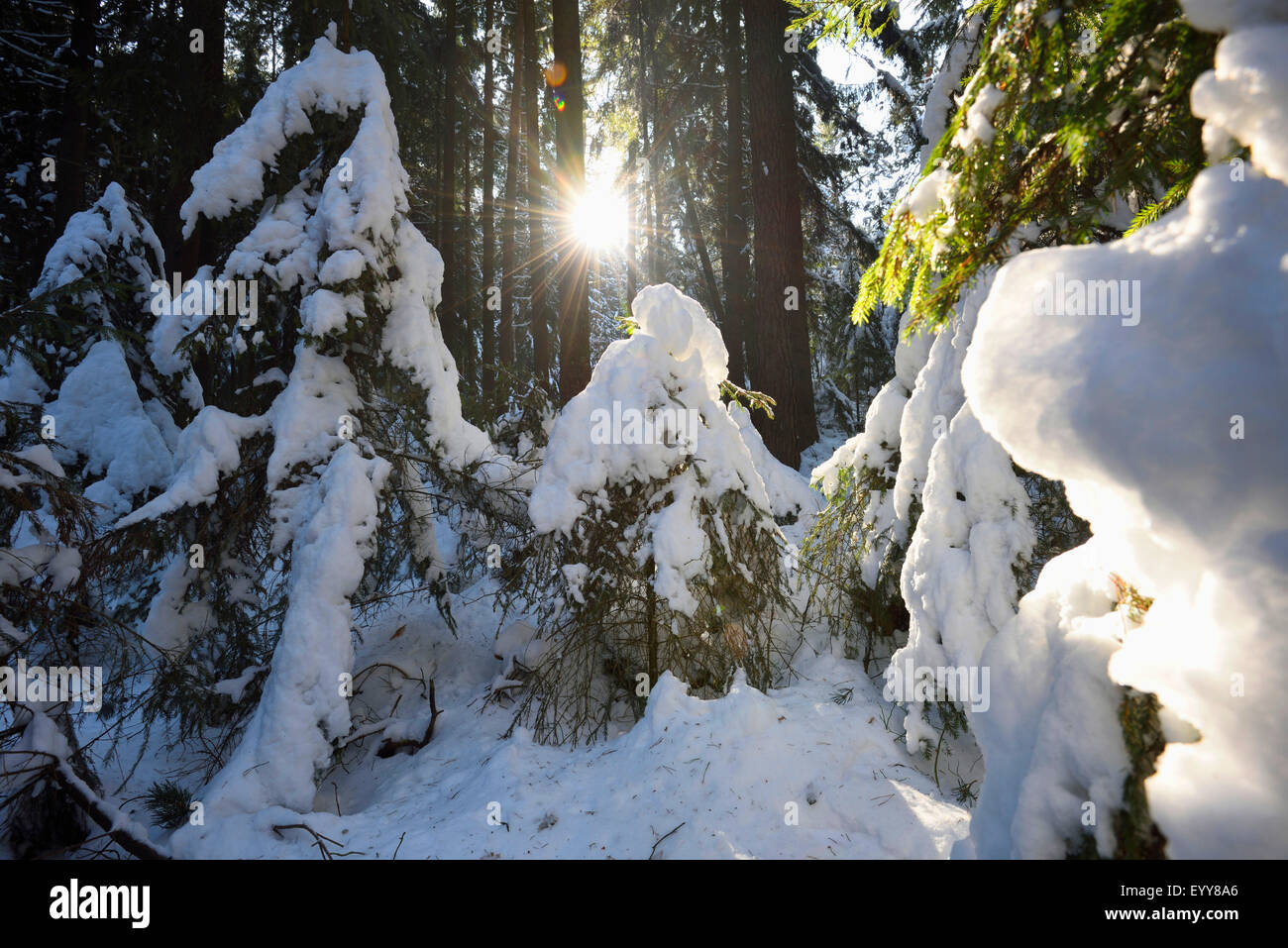 Norway spruce (Picea abies), snowy Norway spruce forest on a sunny day in winter, Germany, Bavaria Stock Photo