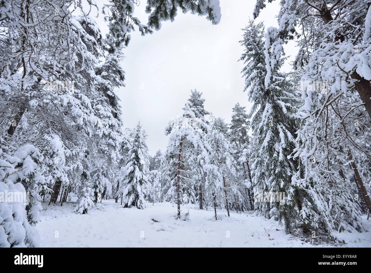Norway spruce (Picea abies), snowy Norway spruce forest in winter, Germany, Bavaria Stock Photo
