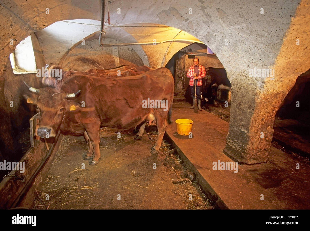 domestic cattle (Bos primigenius f. taurus), inside a cowshed, France, Savoie, Saint Martin de Belleville Stock Photo