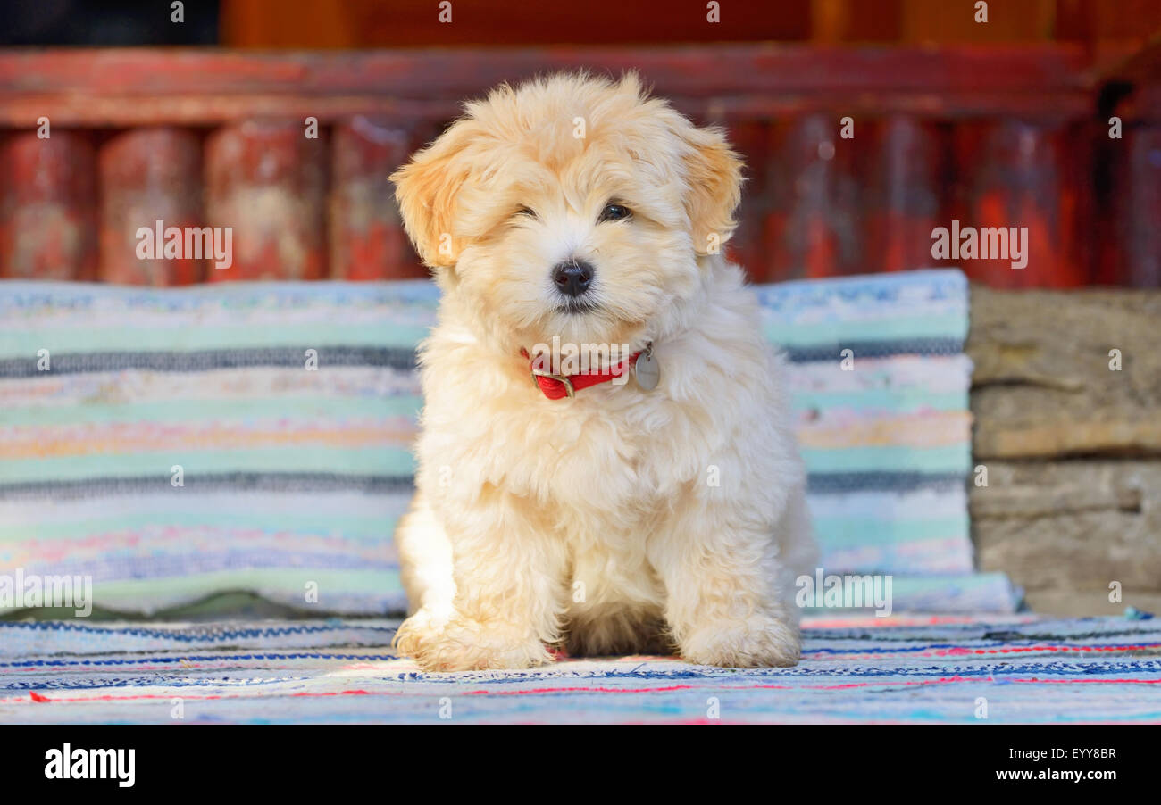 Beautiful  reddish havanese puppy dog Stock Photo
