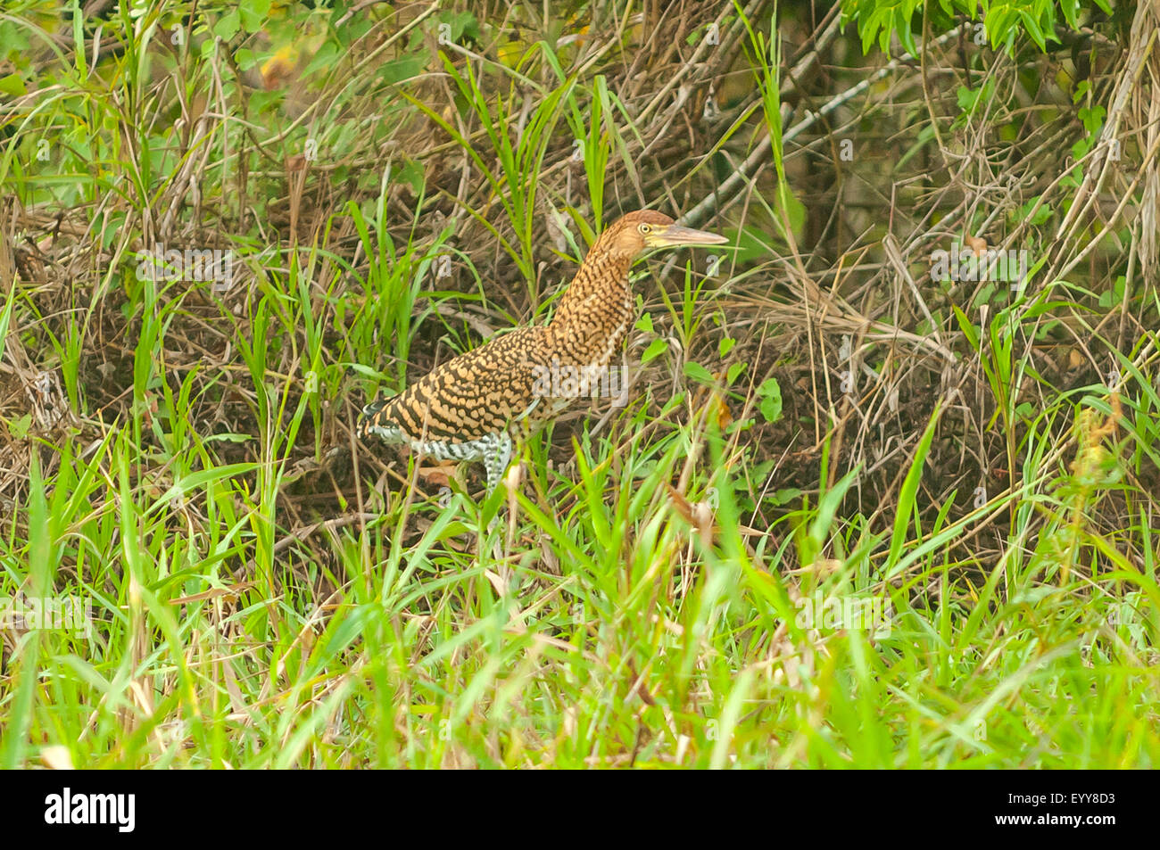 Tigrisoma lineatum, Juvenile Rufescent Tiger Heron, Araras Lodge ...