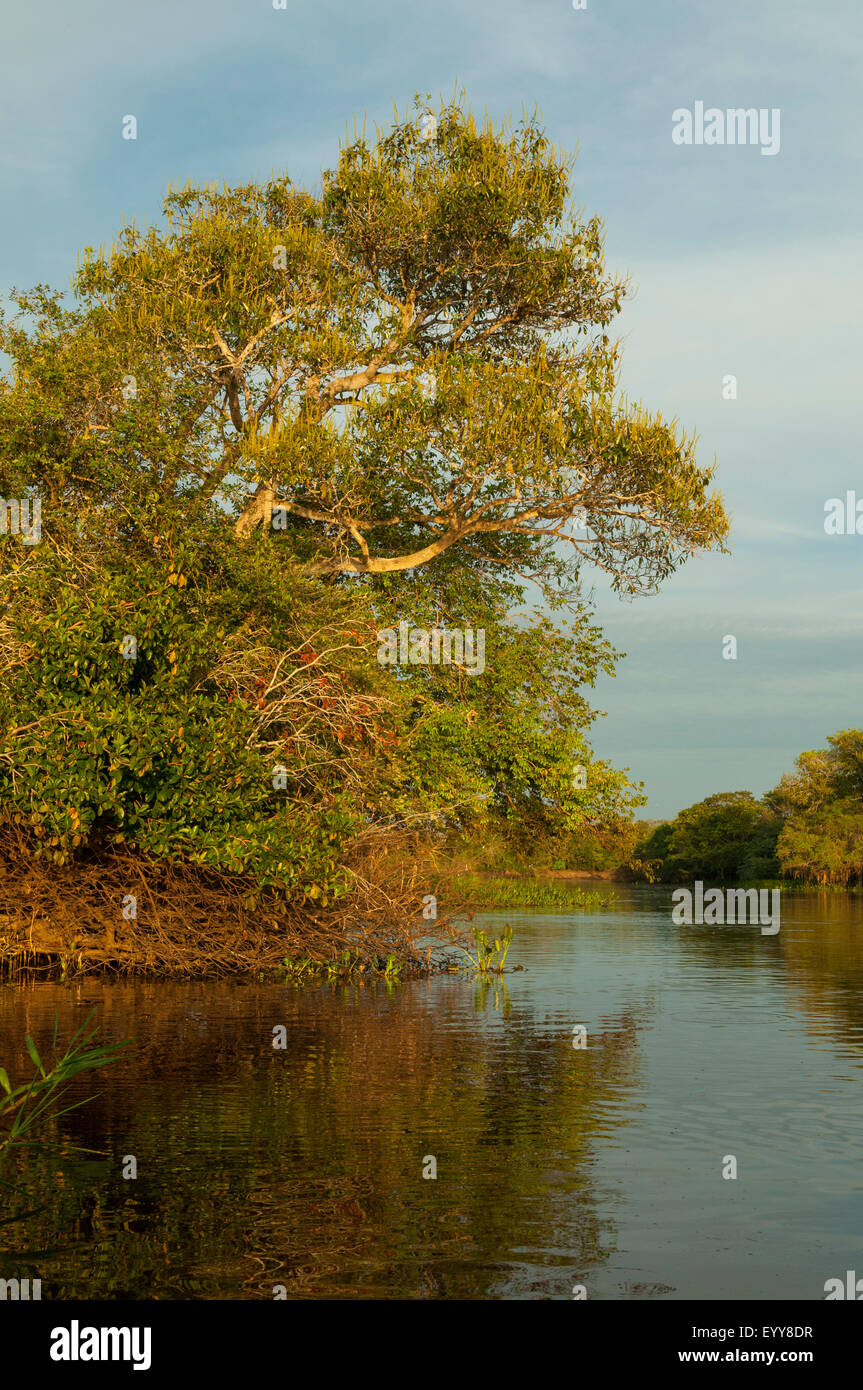 Cuiaba River, Pantanal, Brazil Stock Photo