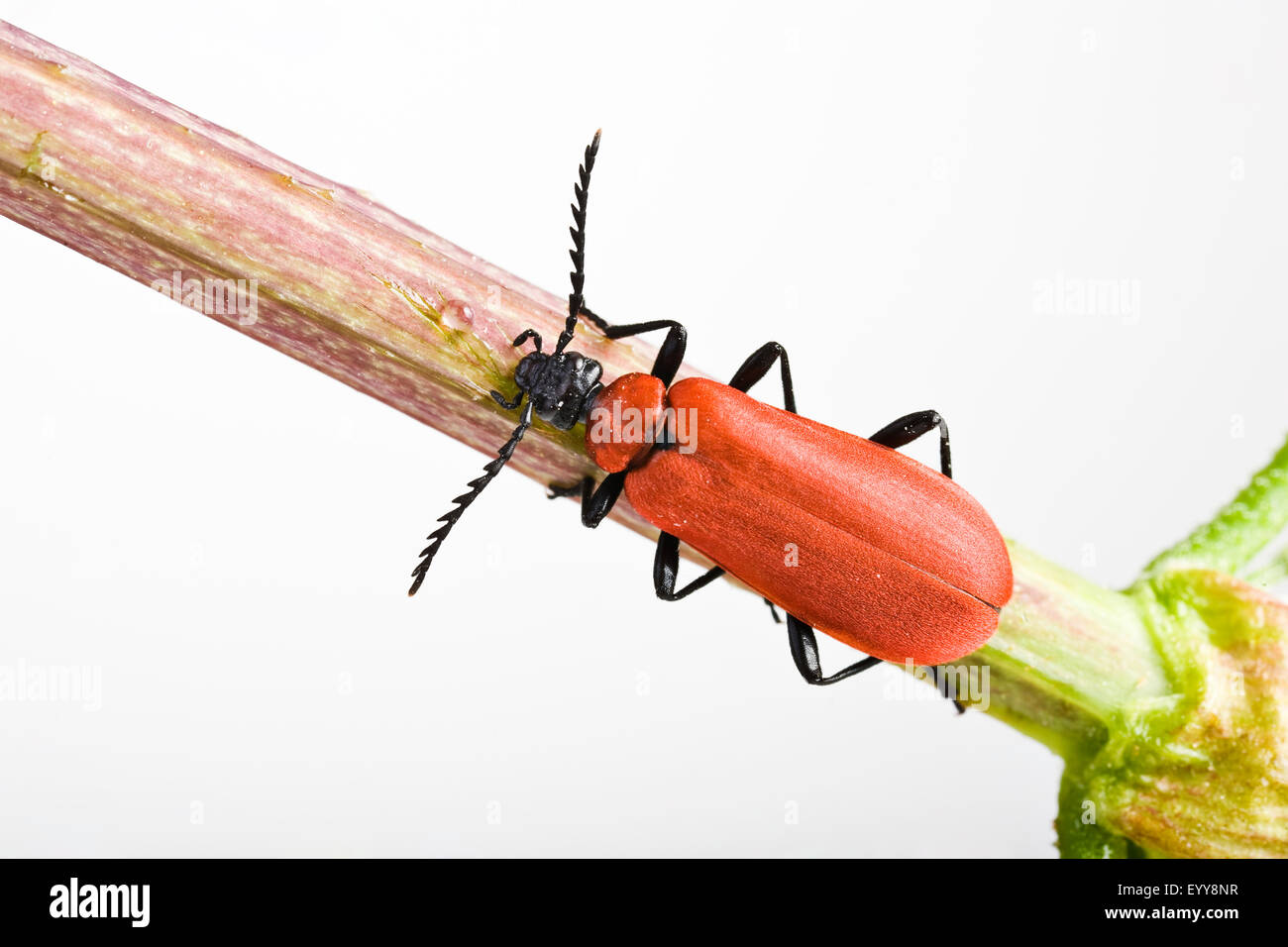 Austrian Cardinal Stock Photos & Austrian Cardinal Stock Images - Alamy