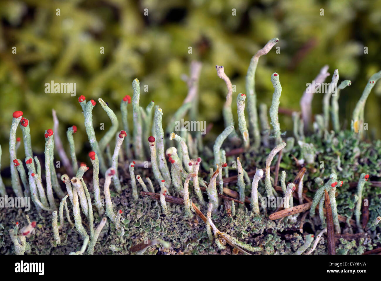 star-tipped reindeer lichen (Cladonia spec.), with red apothecia, Germany, Bavaria Stock Photo