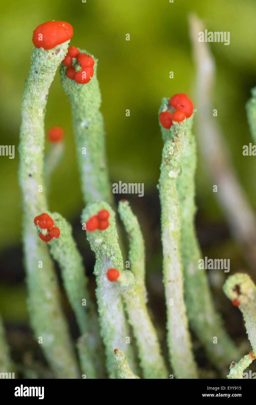 star-tipped reindeer lichen (Cladonia spec.), with red apothecia, Germany, Bavaria Stock Photo