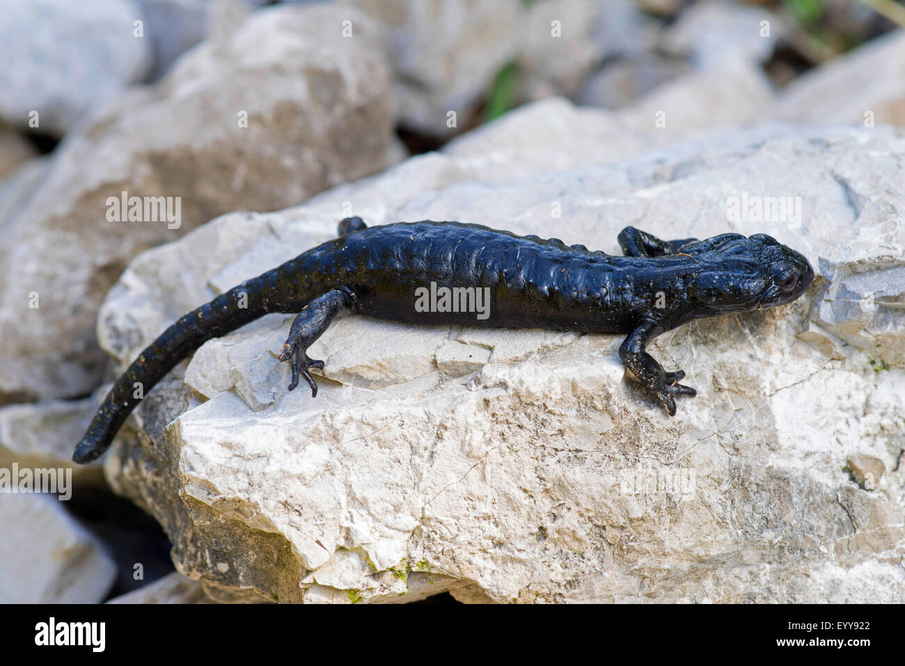 Alpine salamander, European Alpine salamander (Salamandra atra), on a stone, Austria, Tyrol, Planseegebiet Stock Photo